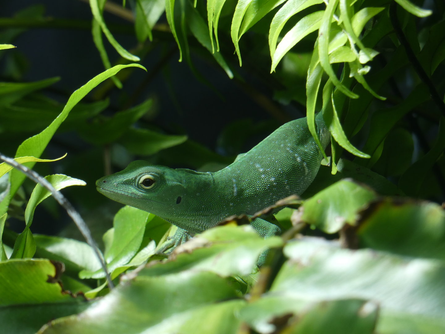 Giant green anole