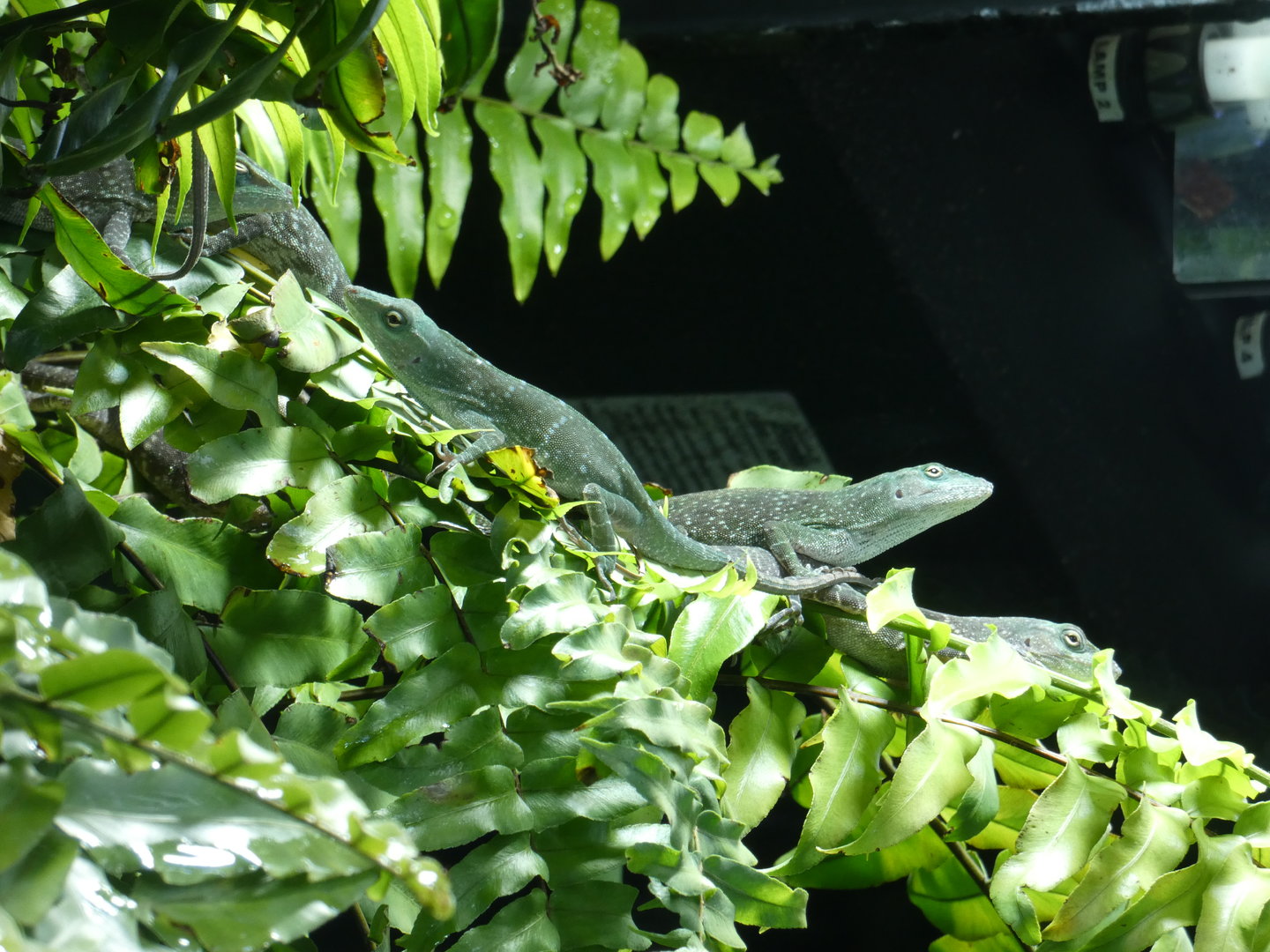 Giant green anole