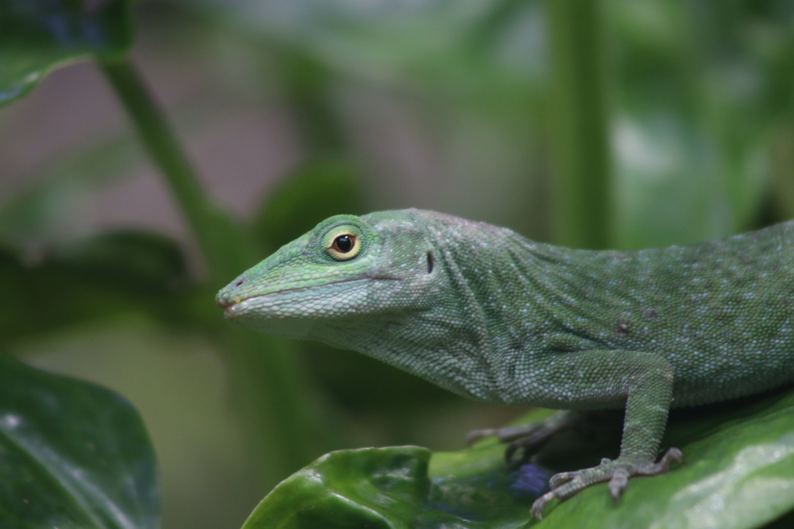 Giant Green Anole