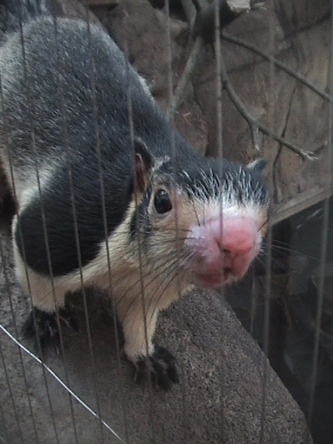 Giant Grizzled Squirrel 2