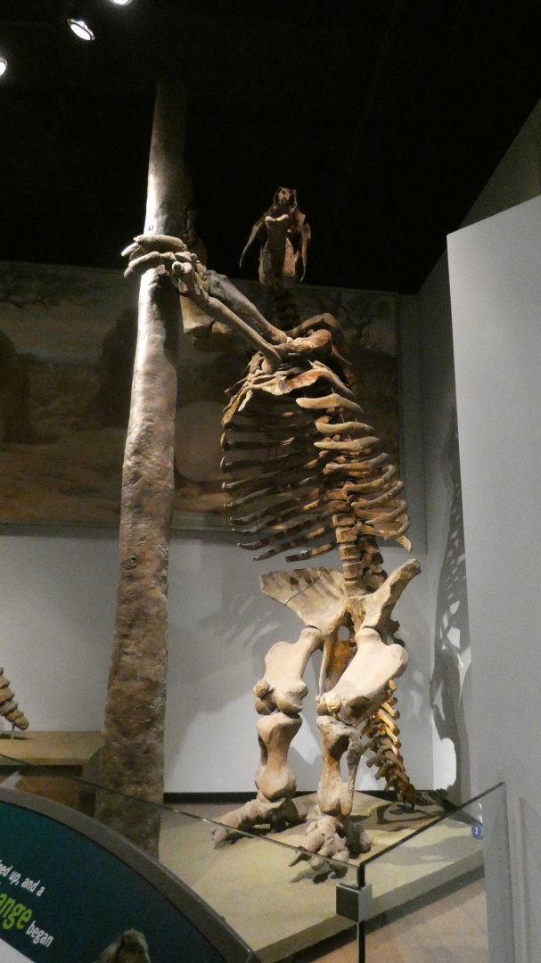 Giant Ground Sloth, Evolving Planet - Feb. 2022