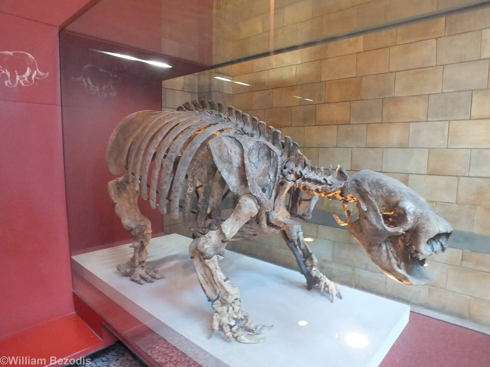Giant Ground Sloth (Glossotherium robustum) - NHM London