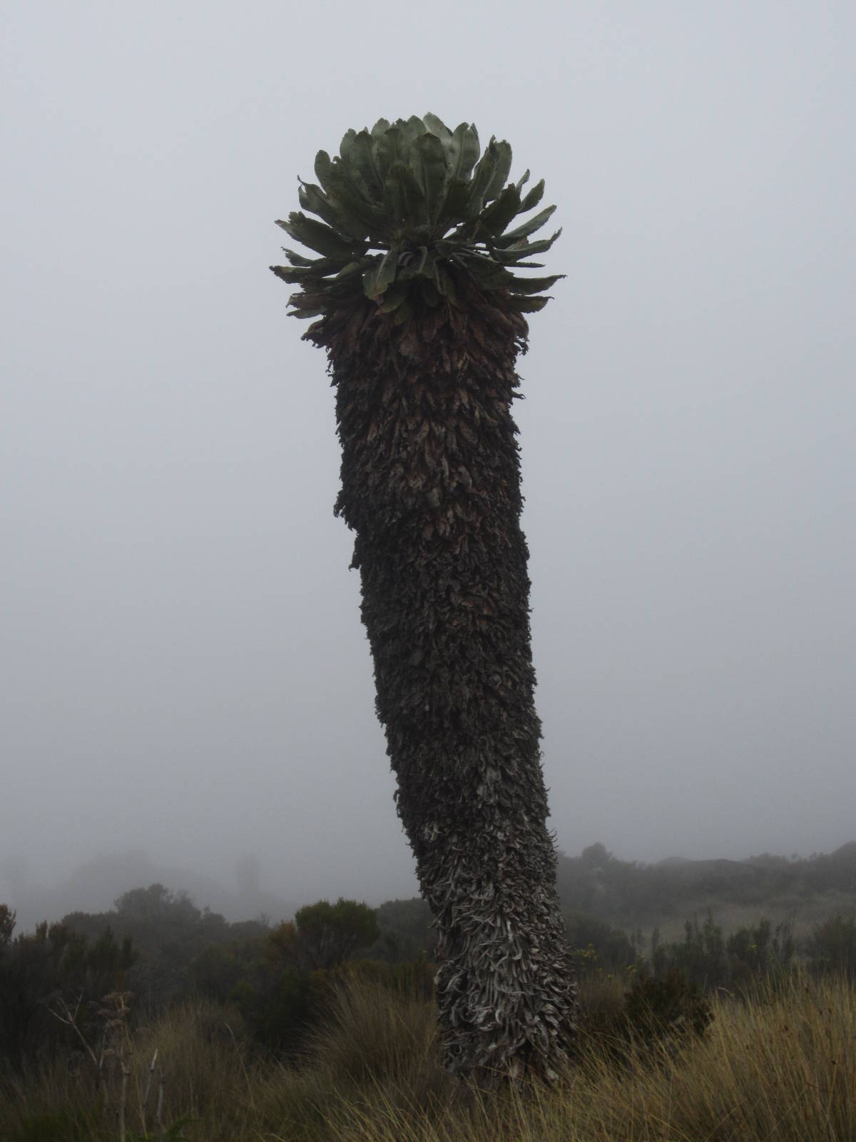 Giant Groundsel in clouds