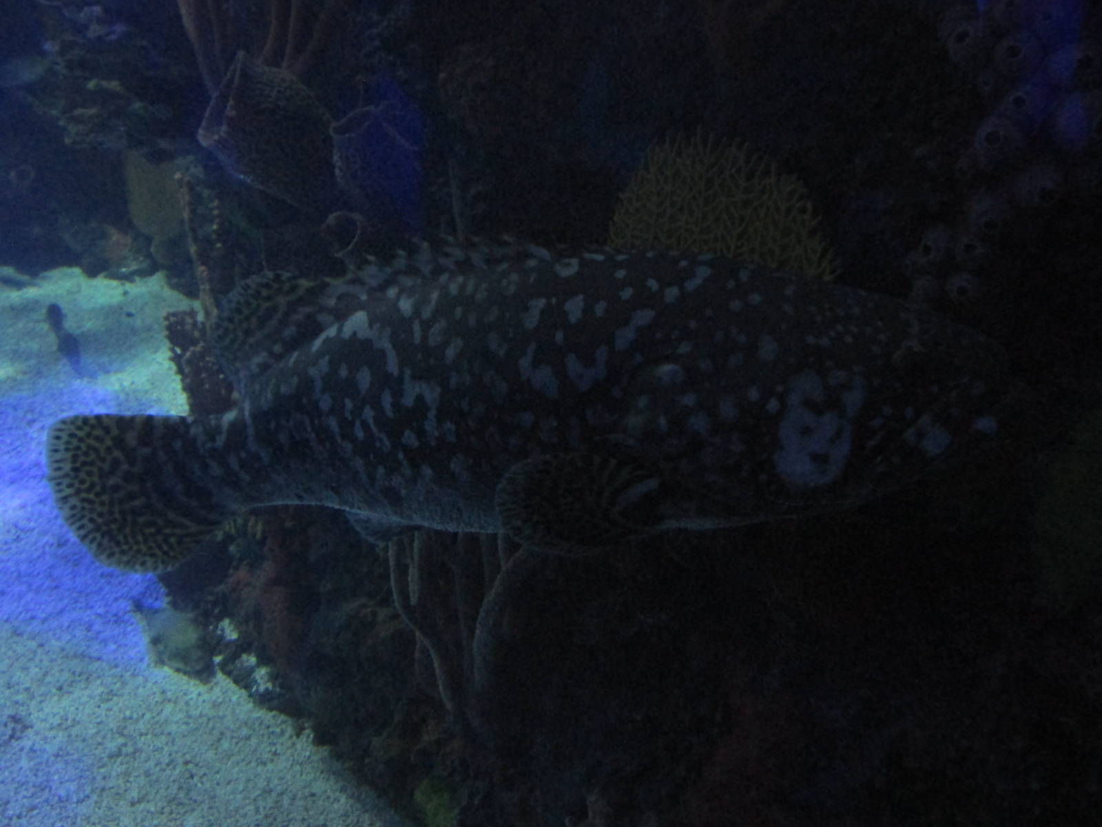 giant grouper acuario inbursa