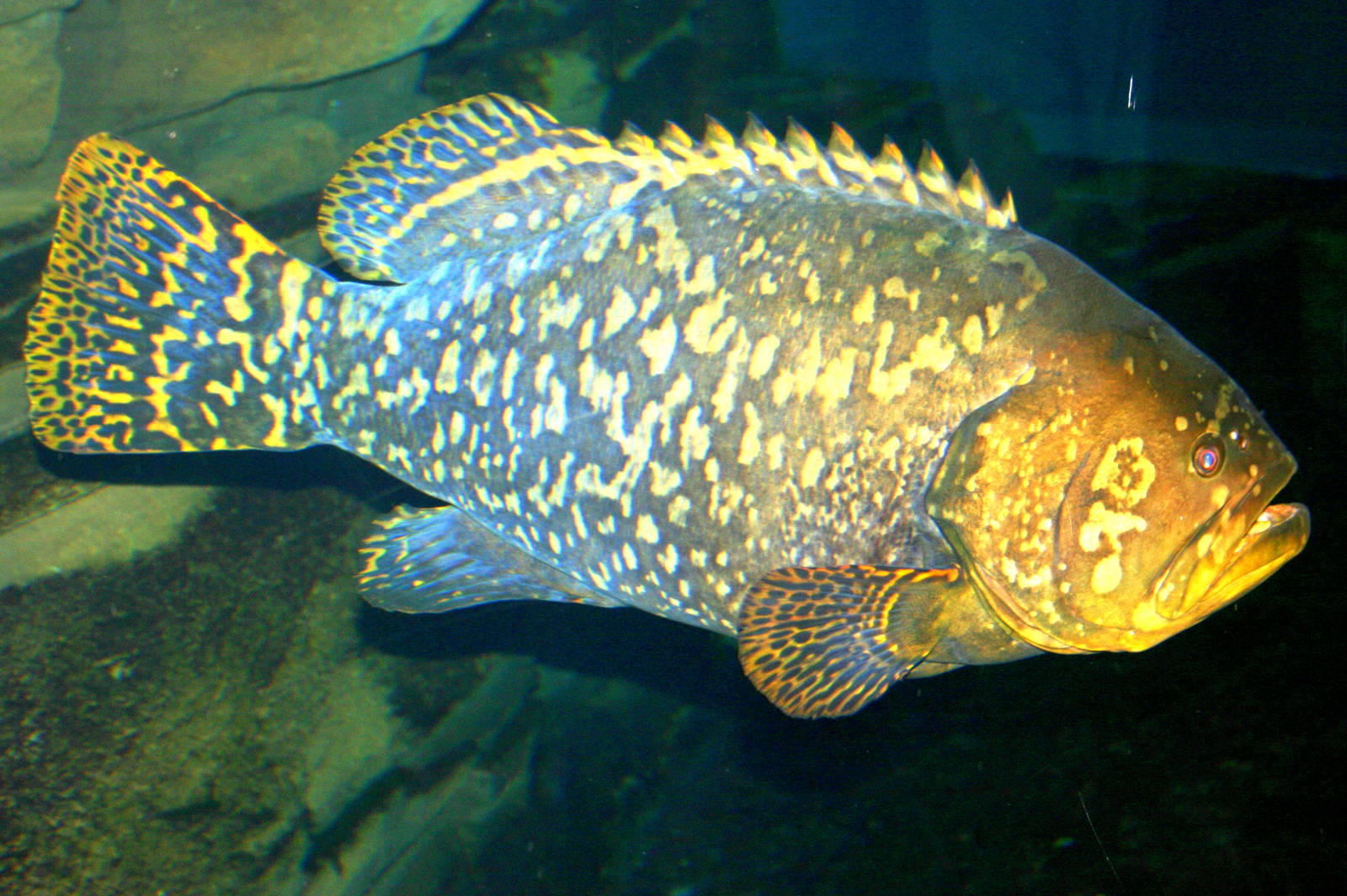 Giant grouper; Berlin Zoo Aquarium; 10th June 2014