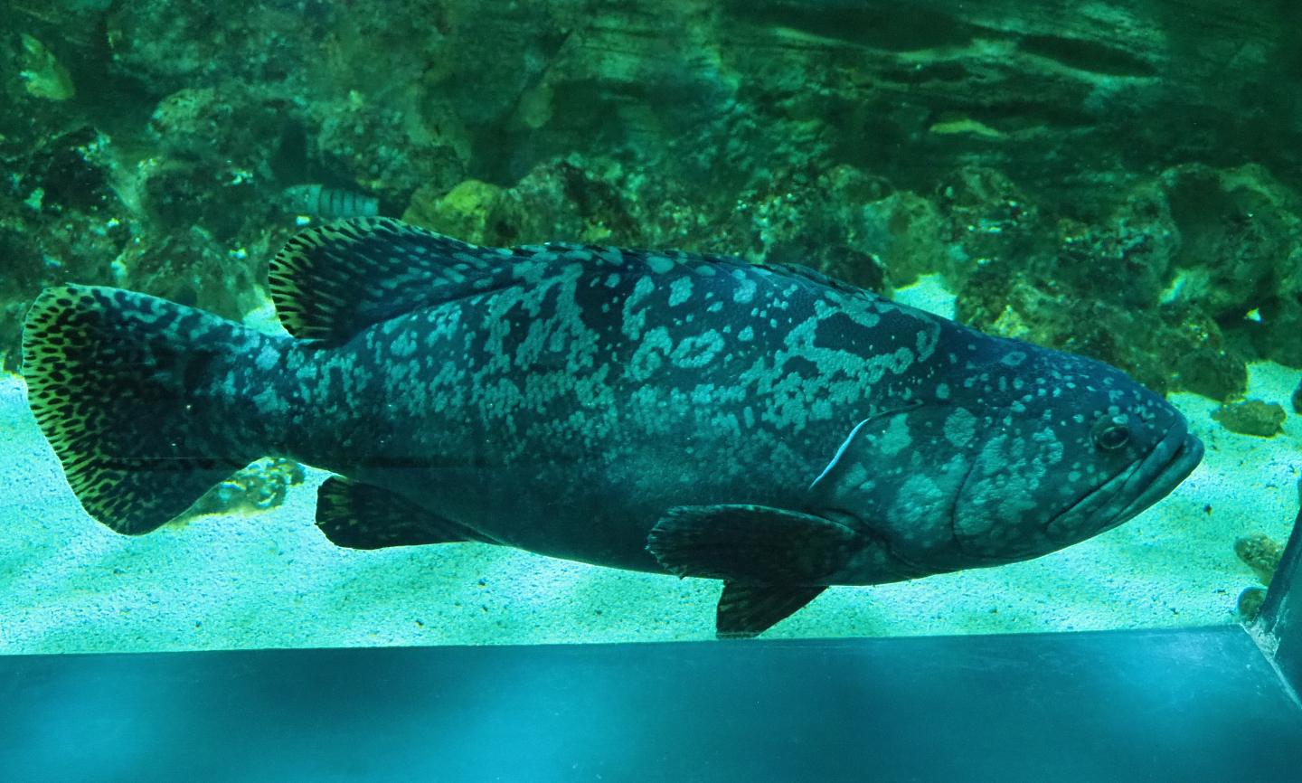 Giant grouper (Epinephelus lanceolatus), 2020-09-03