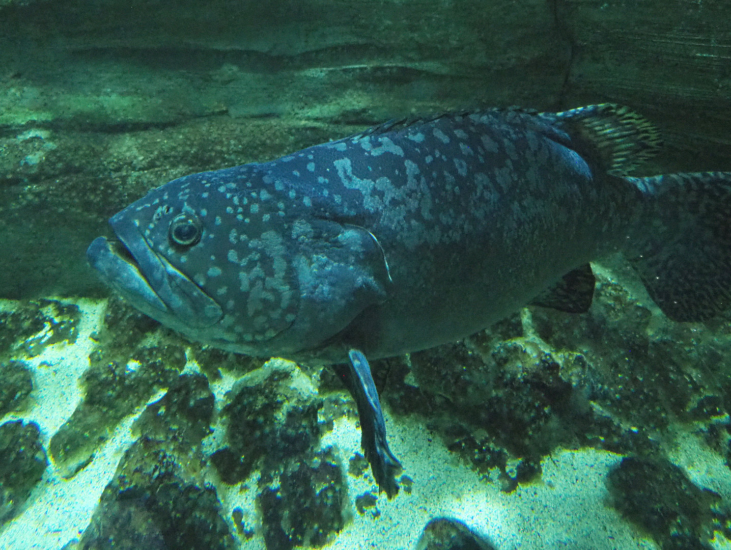Giant grouper (Epinephelus lanceolatus), 2022-09-14