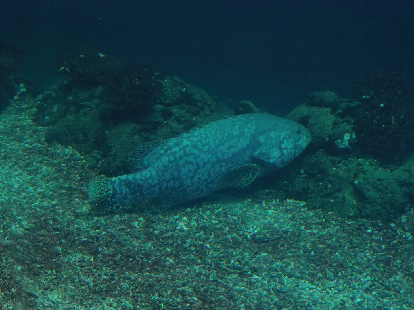 Giant grouper (Epinephelus lanceolatus), 2023-10-07