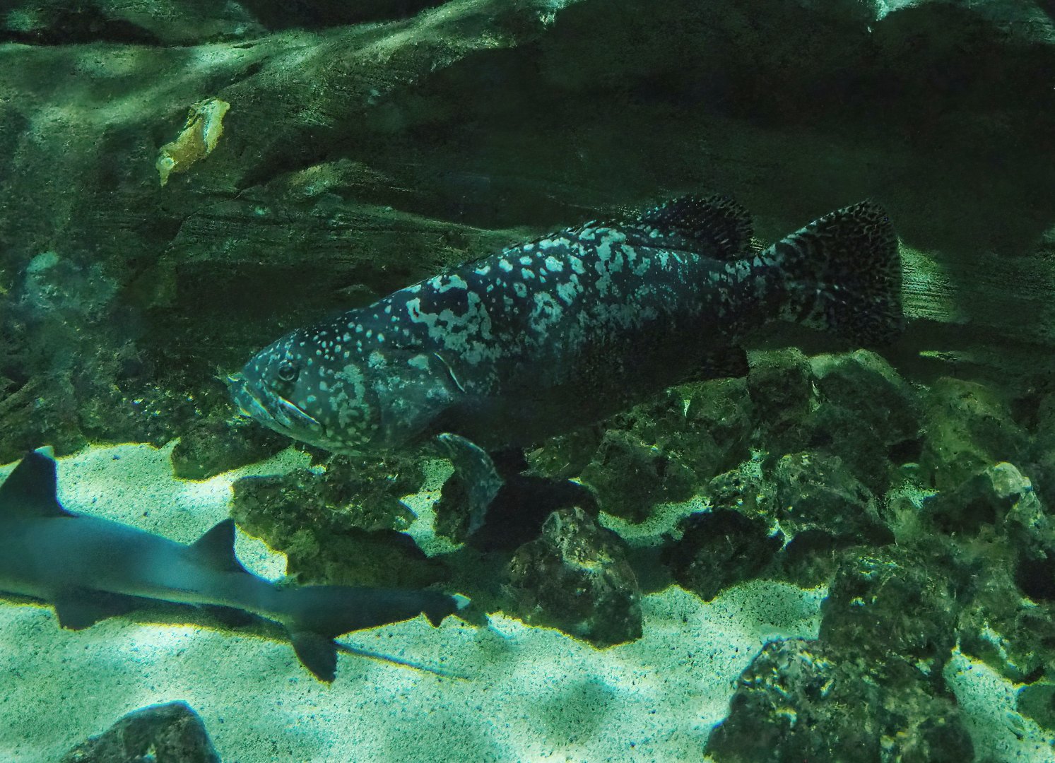 Giant grouper (Epinephelus lanceolatus), 2023-10-13