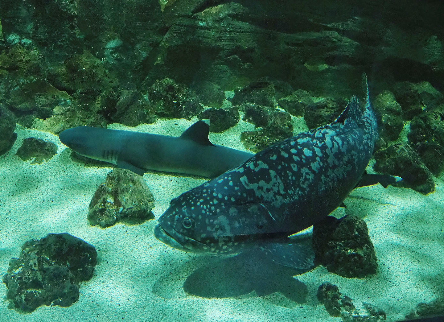 Giant grouper (Epinephelus lanceolatus) and Whitetip reef shark (Triaenodon obesus), 2023-10-13