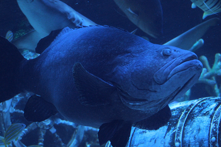 Giant grouper (Epinephelus lanceolatus) - BXSea