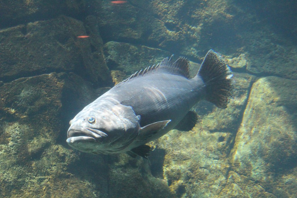 Giant Grouper (Epinephelus lanceolatus)