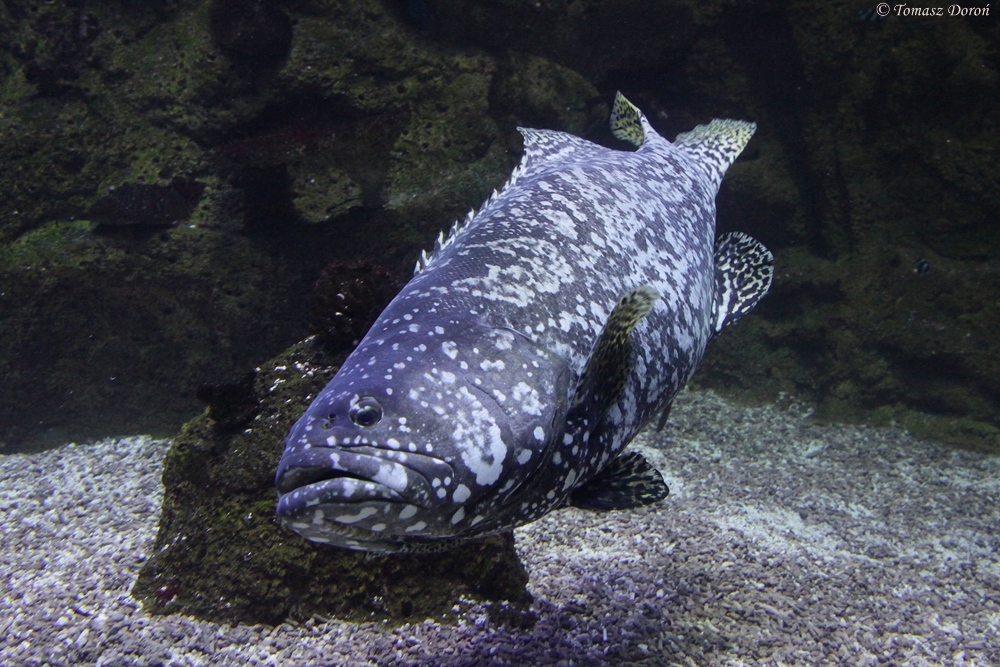 Giant Grouper (Epinephelus lanceolatus)