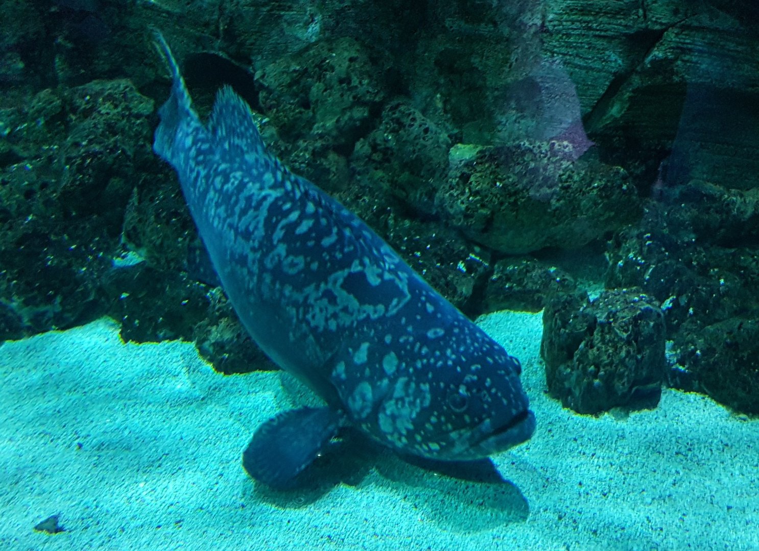 Giant grouper (Epinephelus lanceolatus)
