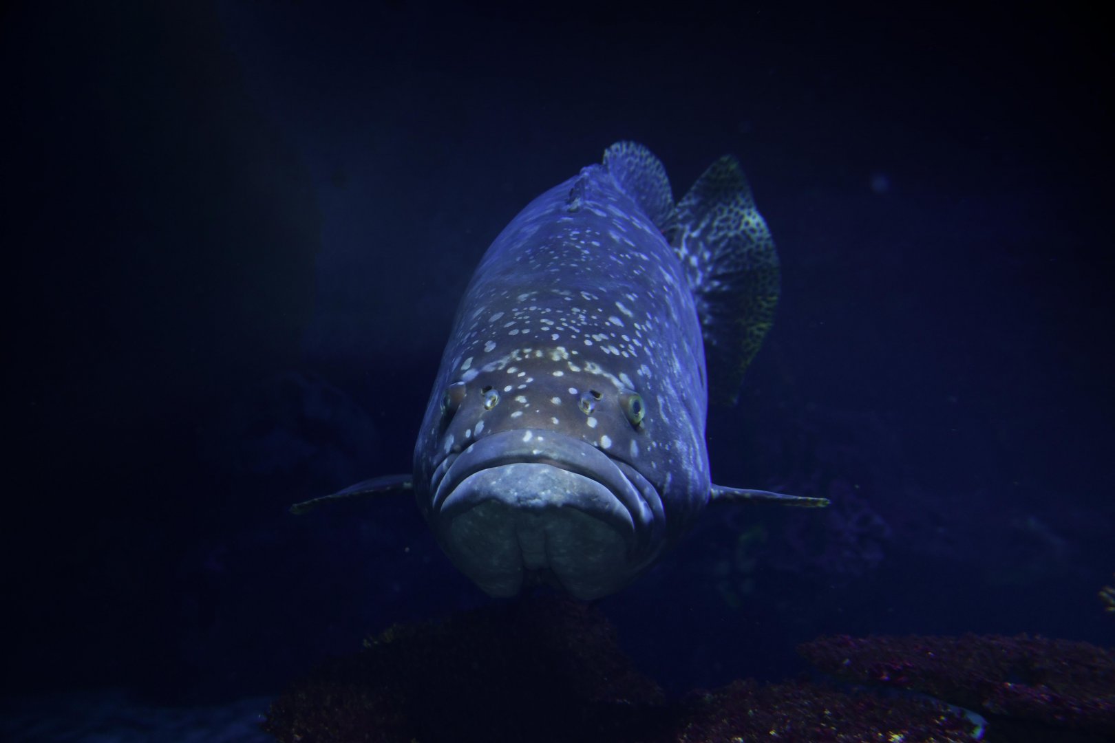 Giant grouper (Epinephelus lanceolatus)