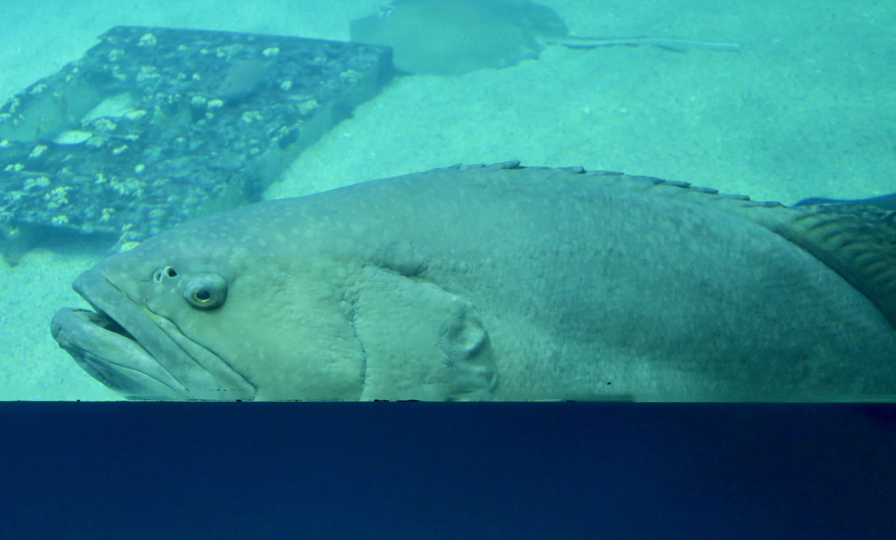 Giant Grouper (Epinephelus lanceolatus)
