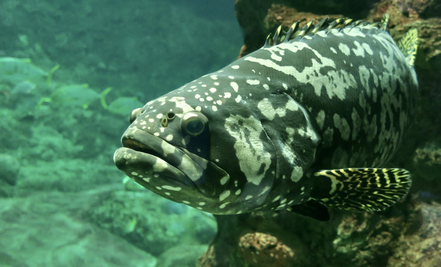 Giant Grouper (Epinephelus lanceolatus)