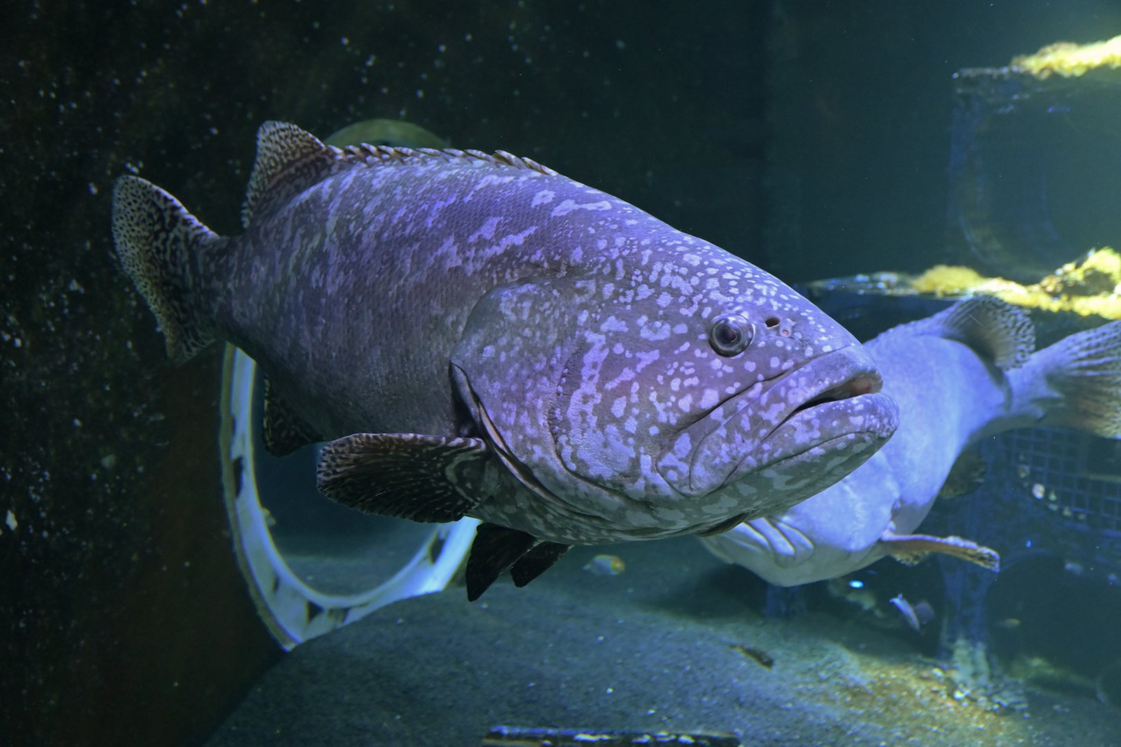 Giant grouper (Epinephelus lanceolatus)