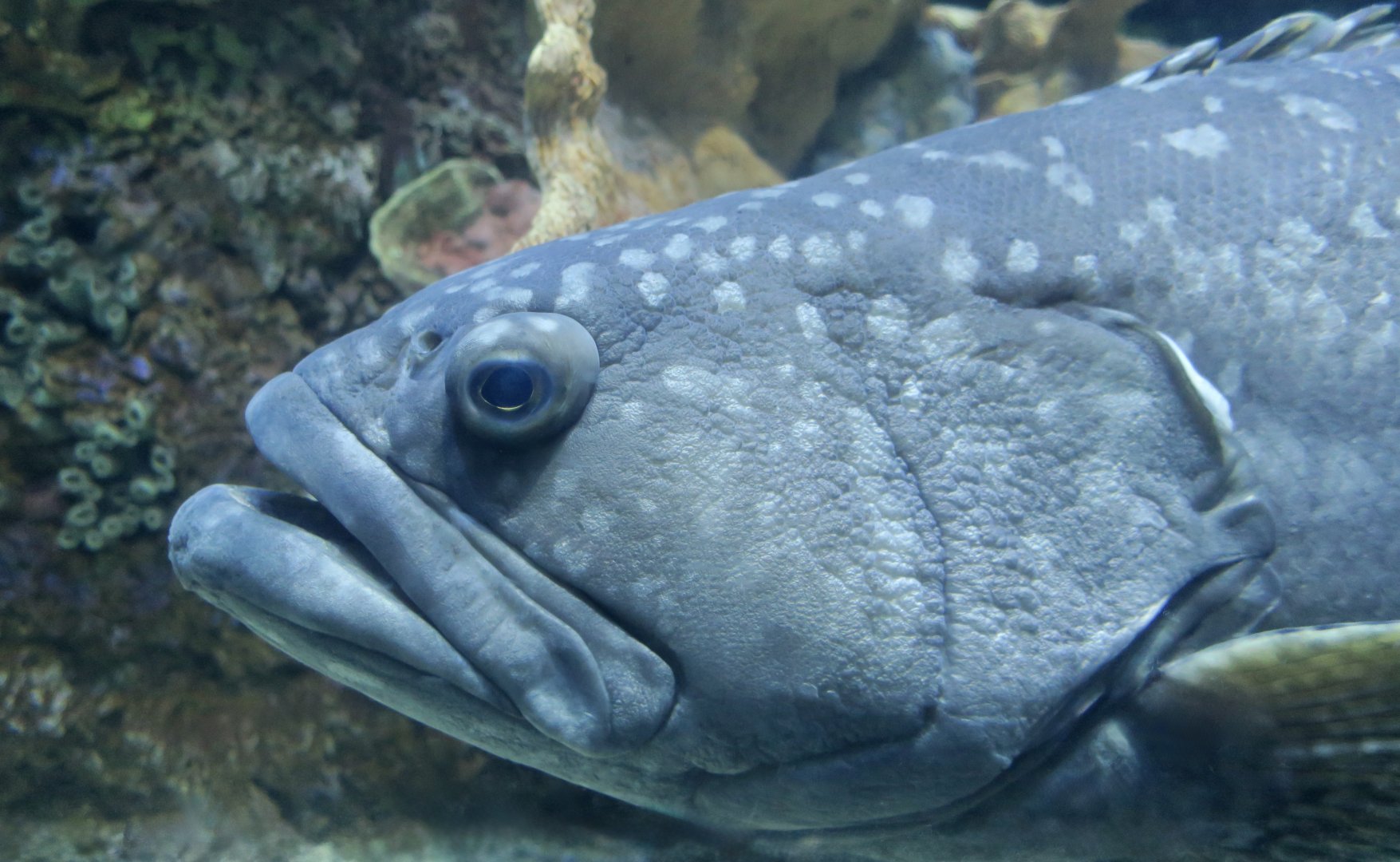 Giant Grouper (Epinephelus lanceolatus)