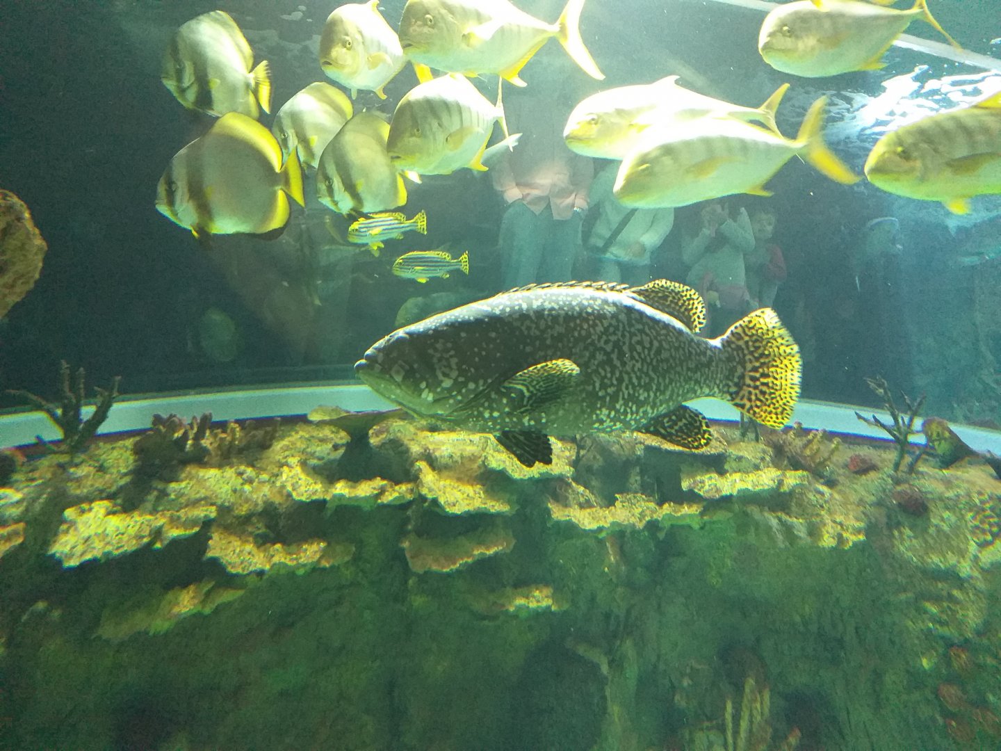 Giant grouper (Fish ID) -BioDomo (2019)