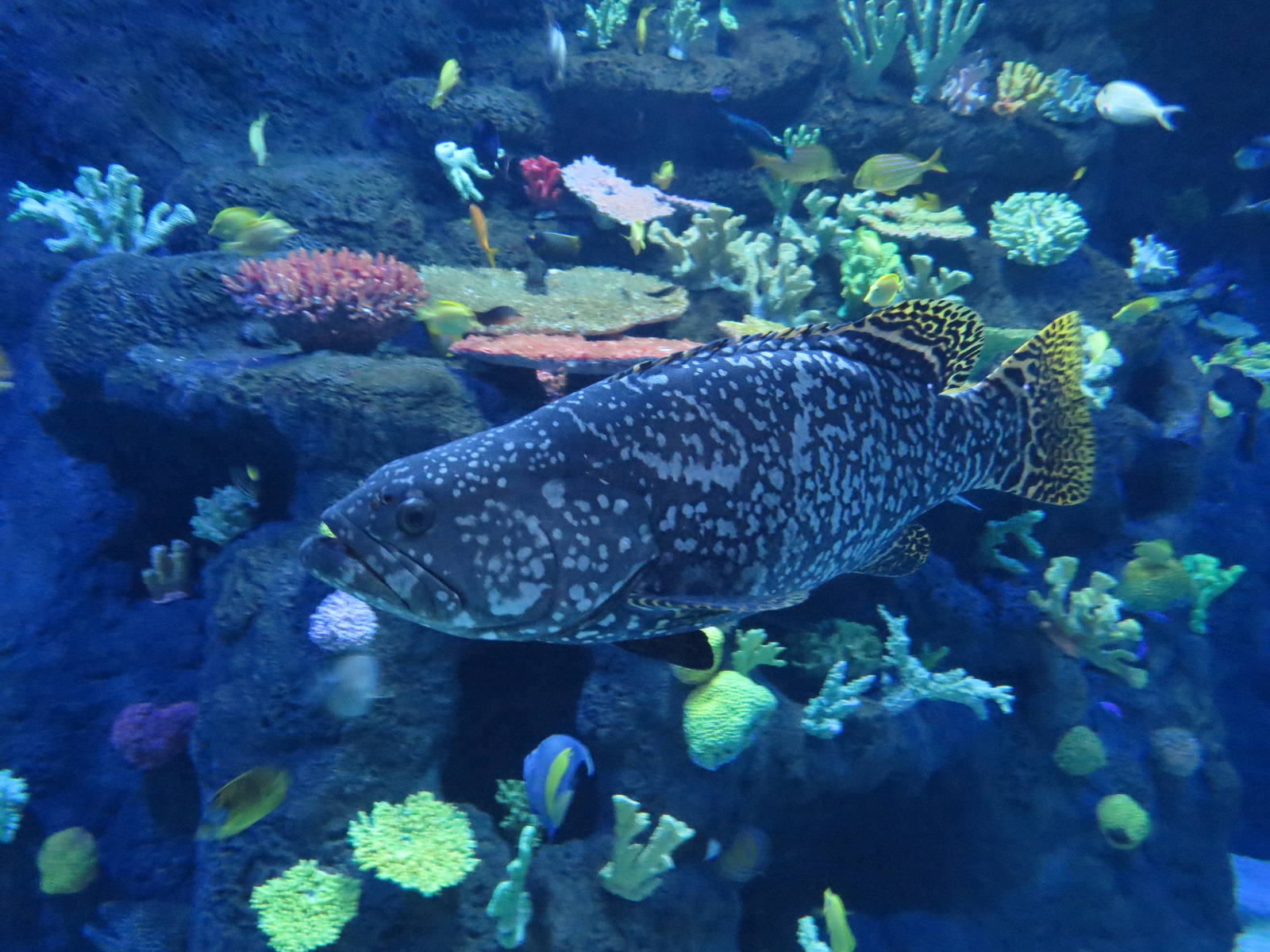Giant grouper, June 2015.