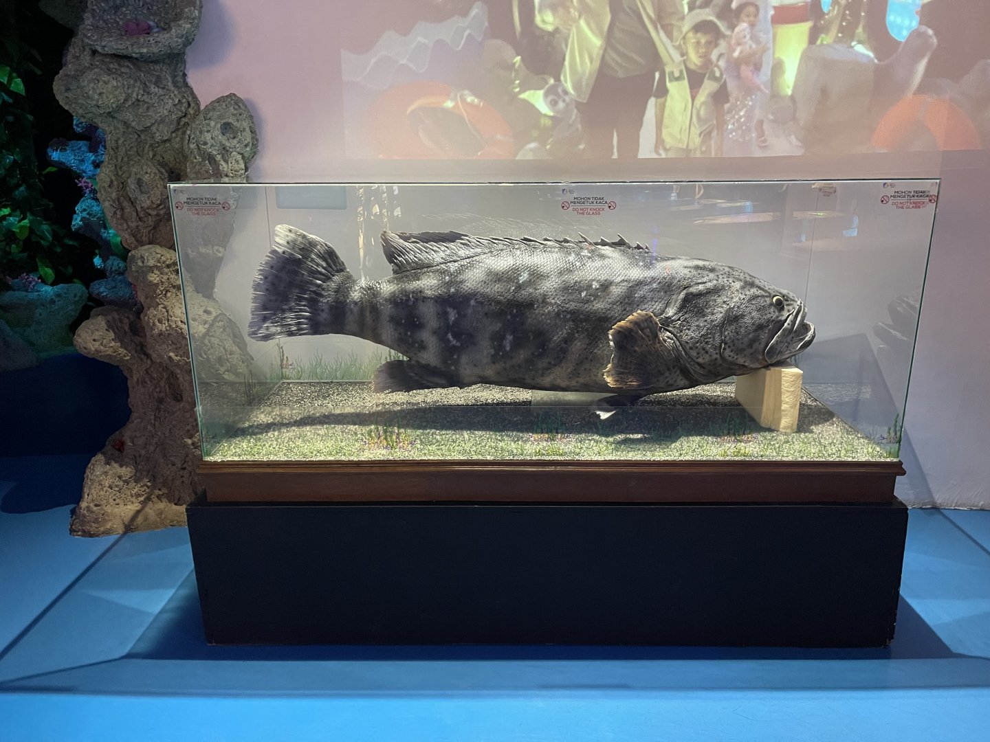 giant grouper specimen