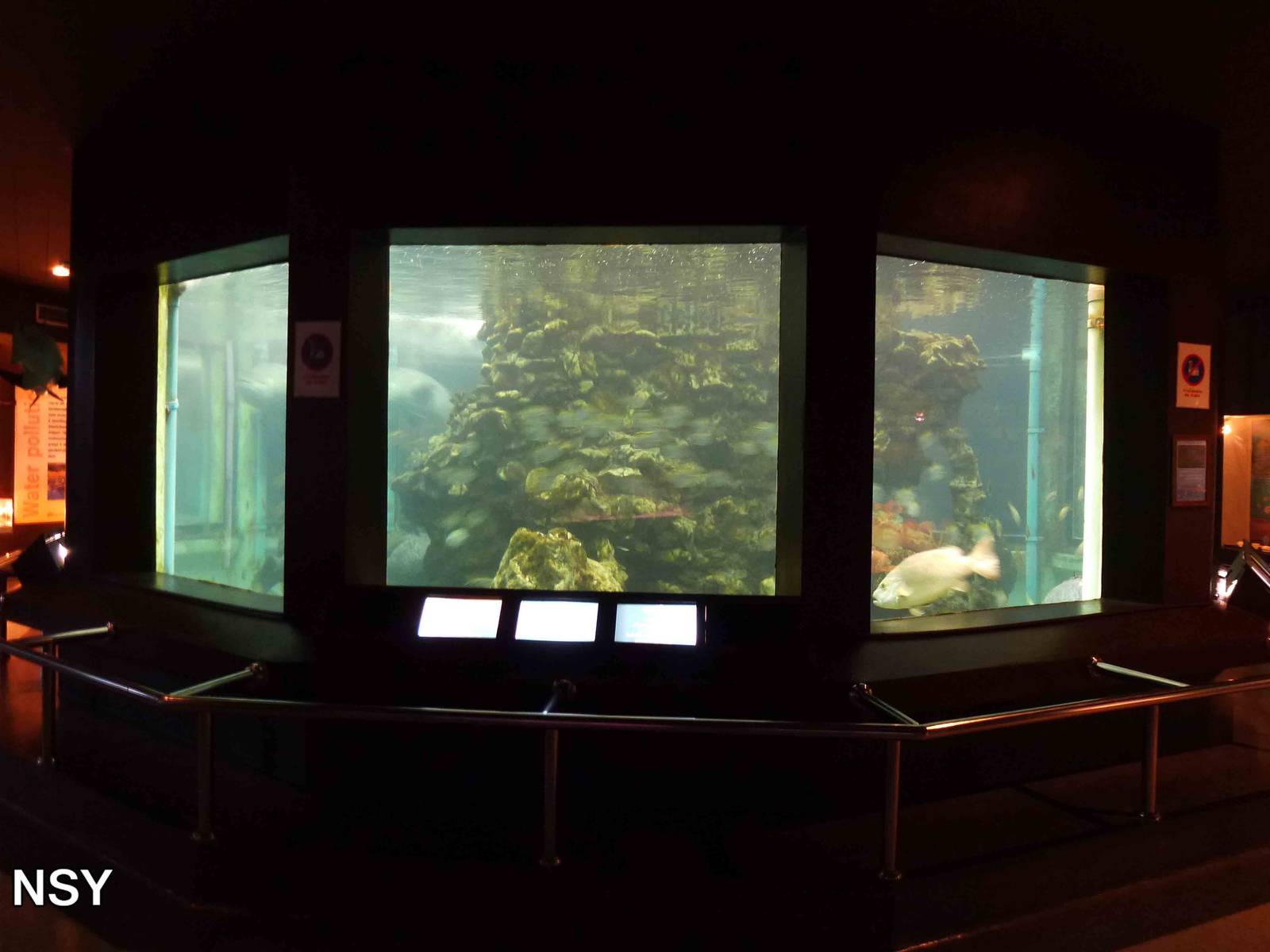 Giant grouper tank, June 2013.