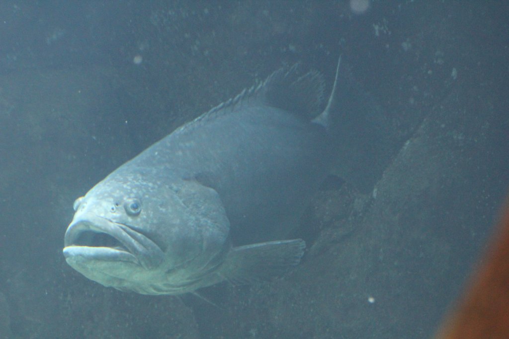 Giant Grouper
