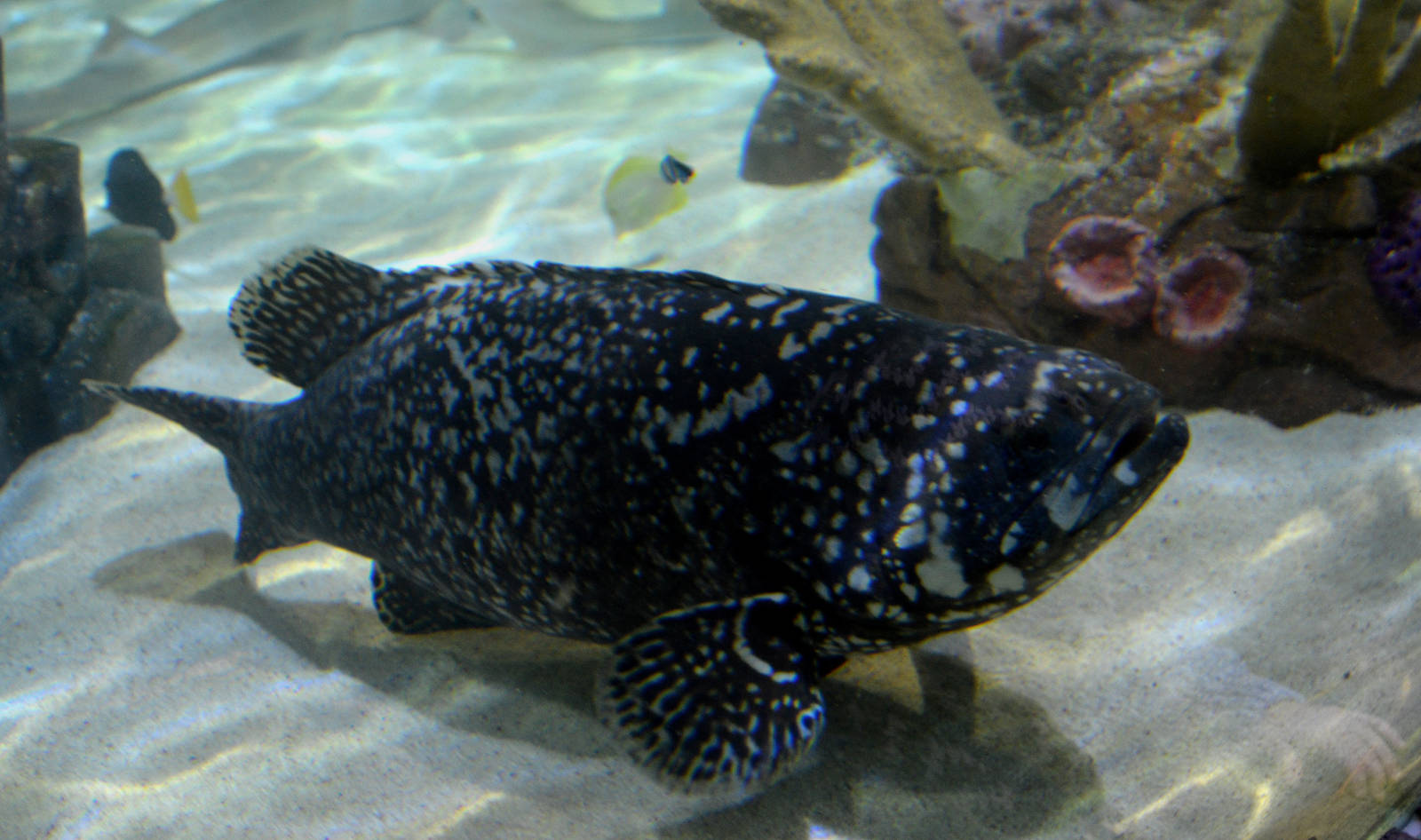 Giant Grouper