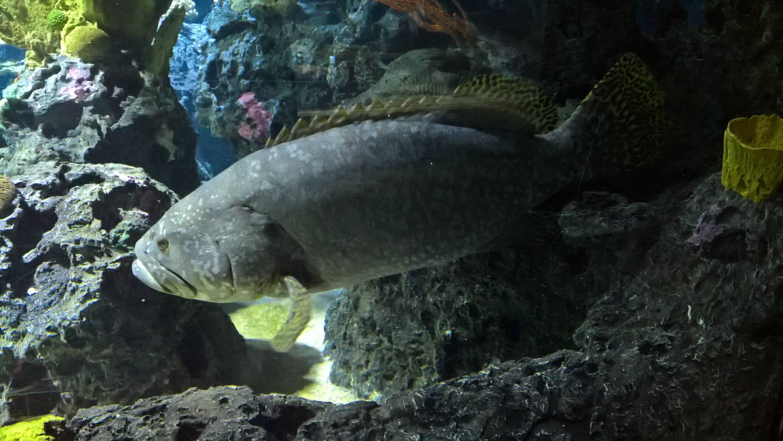 Giant grouper