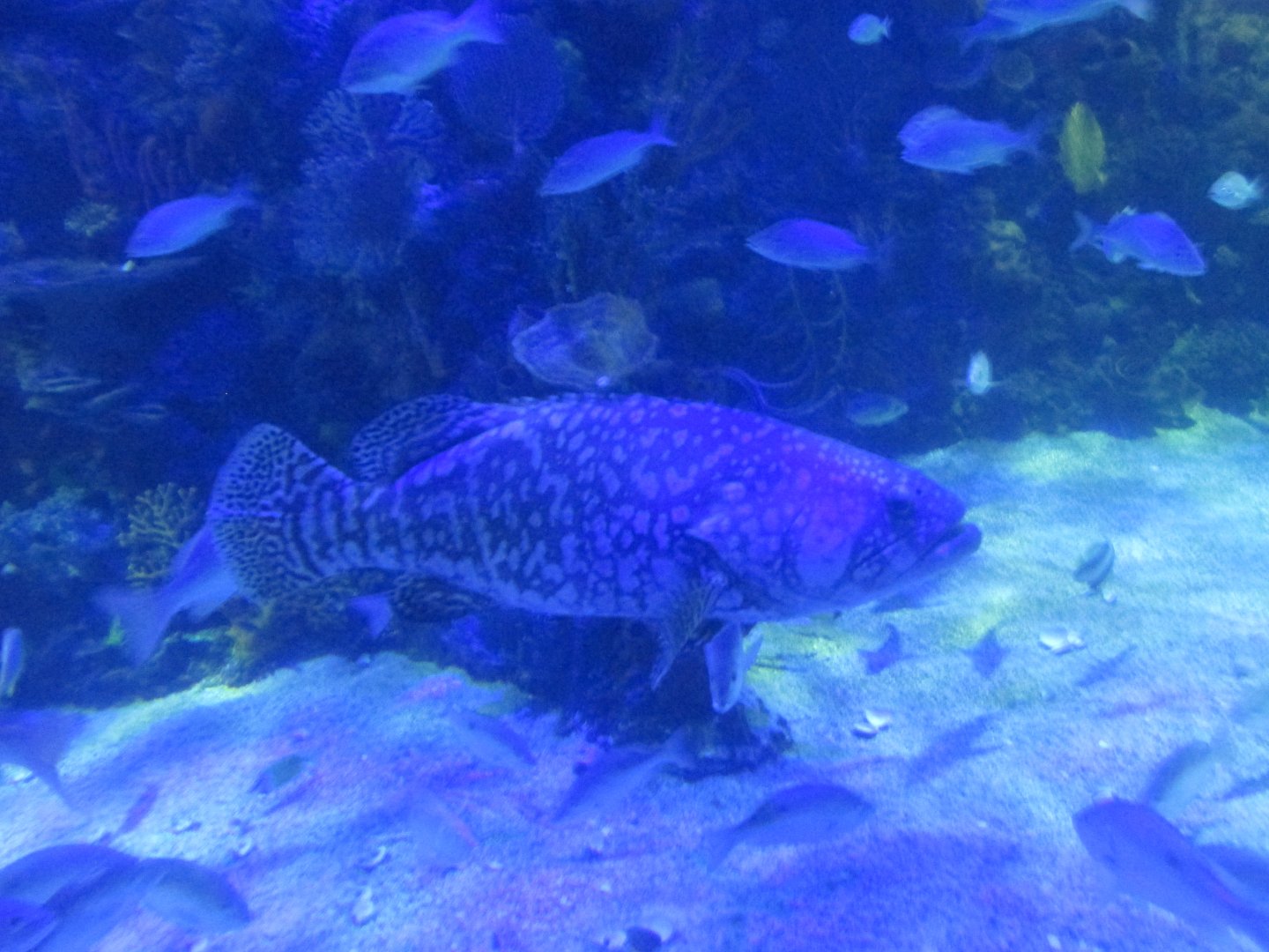 giant grouper