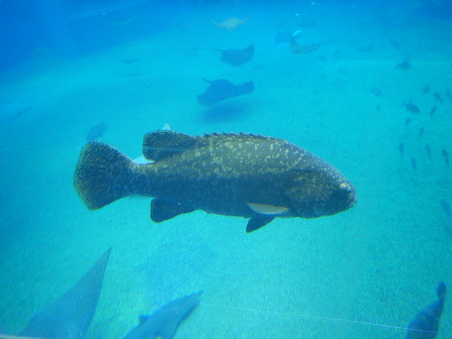 Giant Grouper