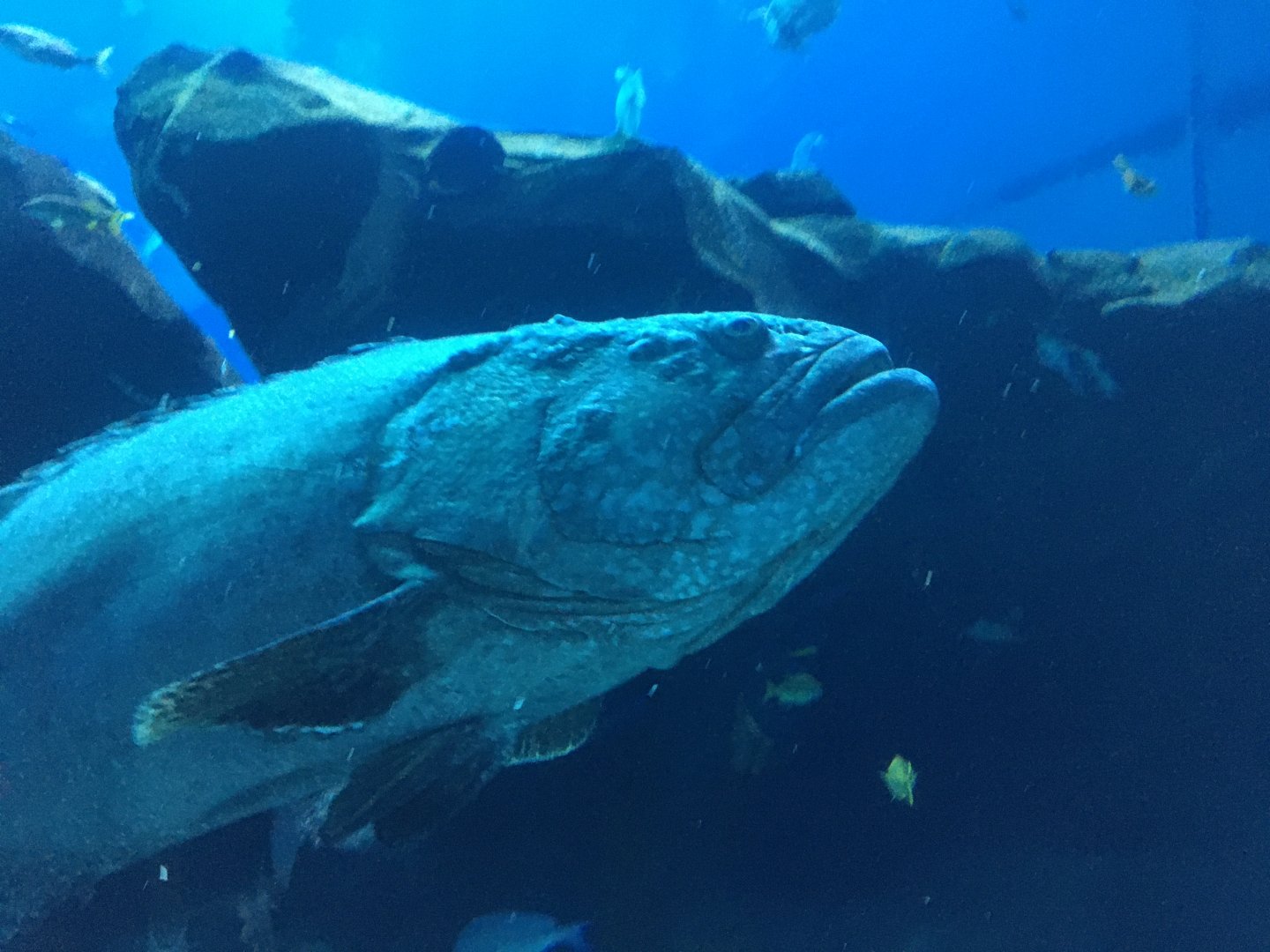 Giant grouper