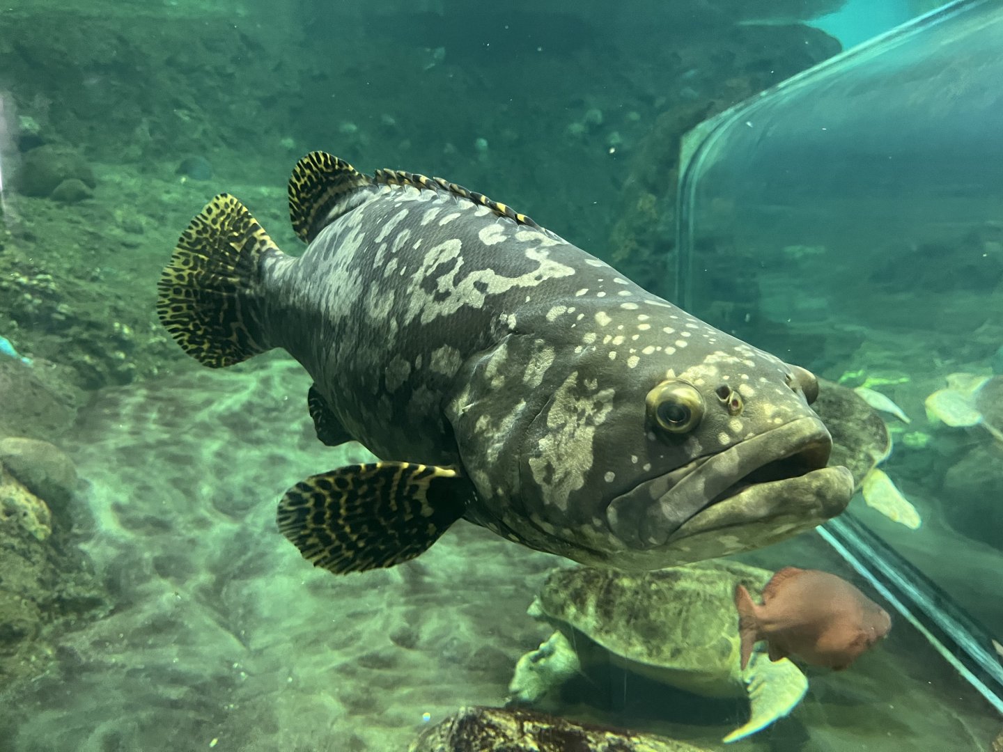 Giant grouper