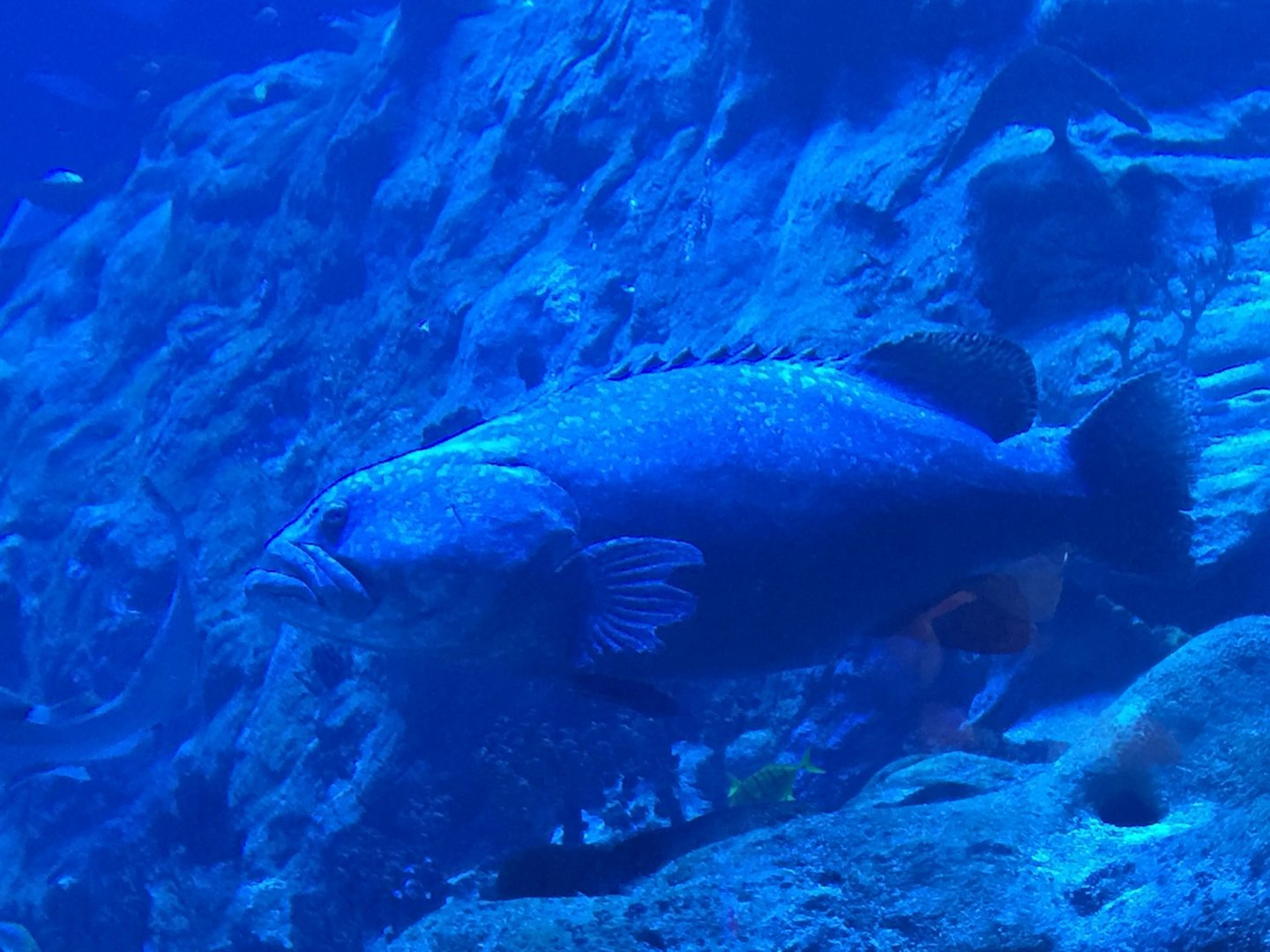 Giant Grouper