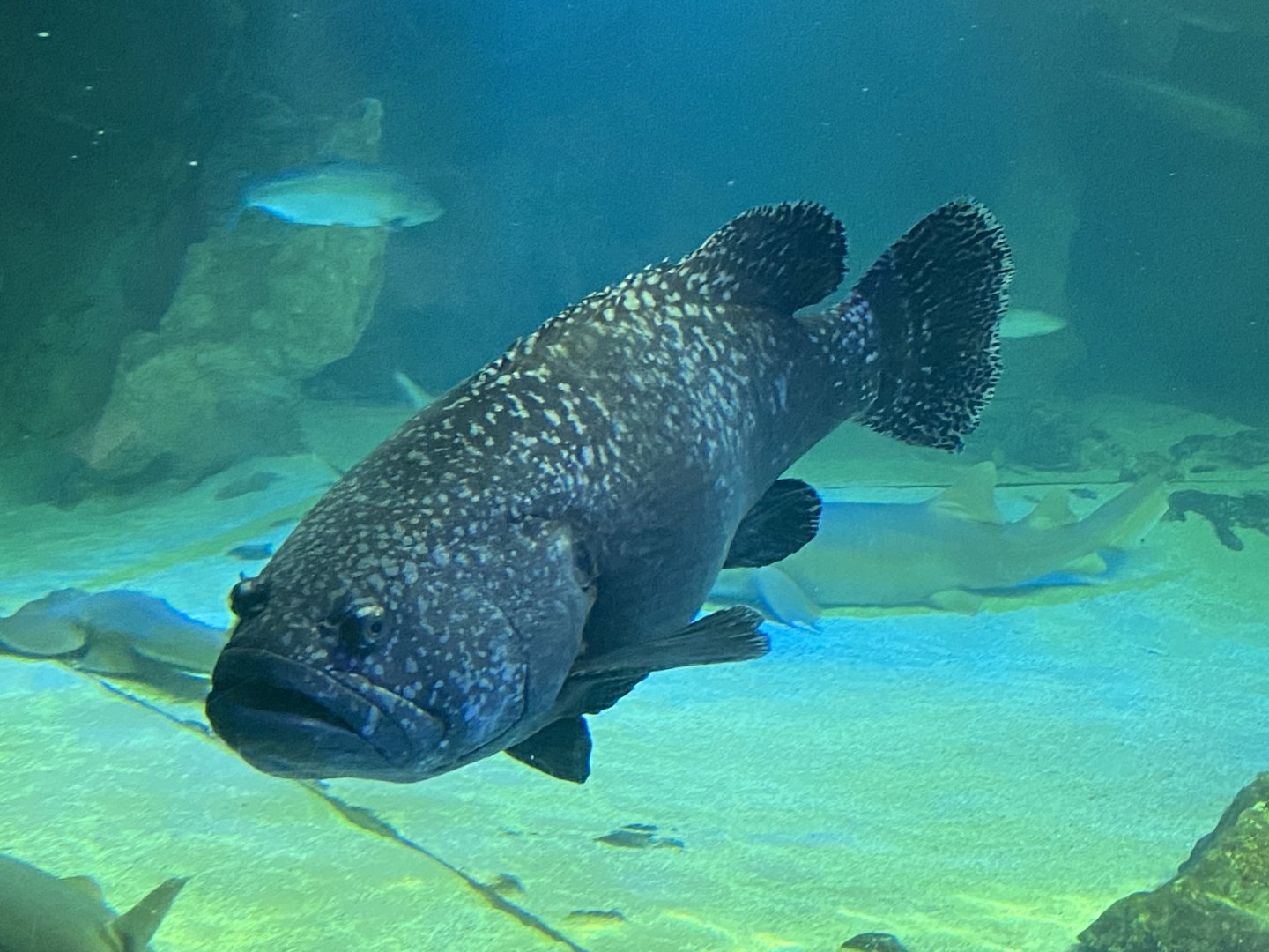Giant grouper