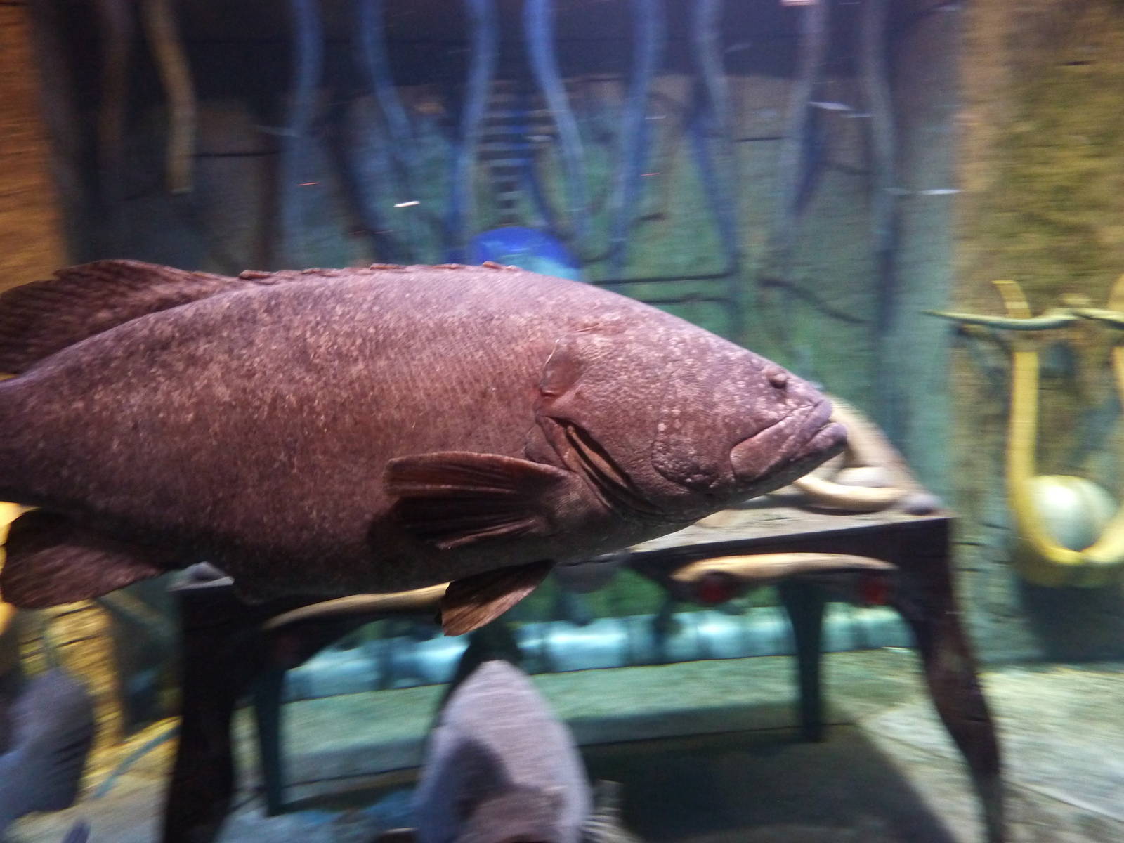 Giant groupers