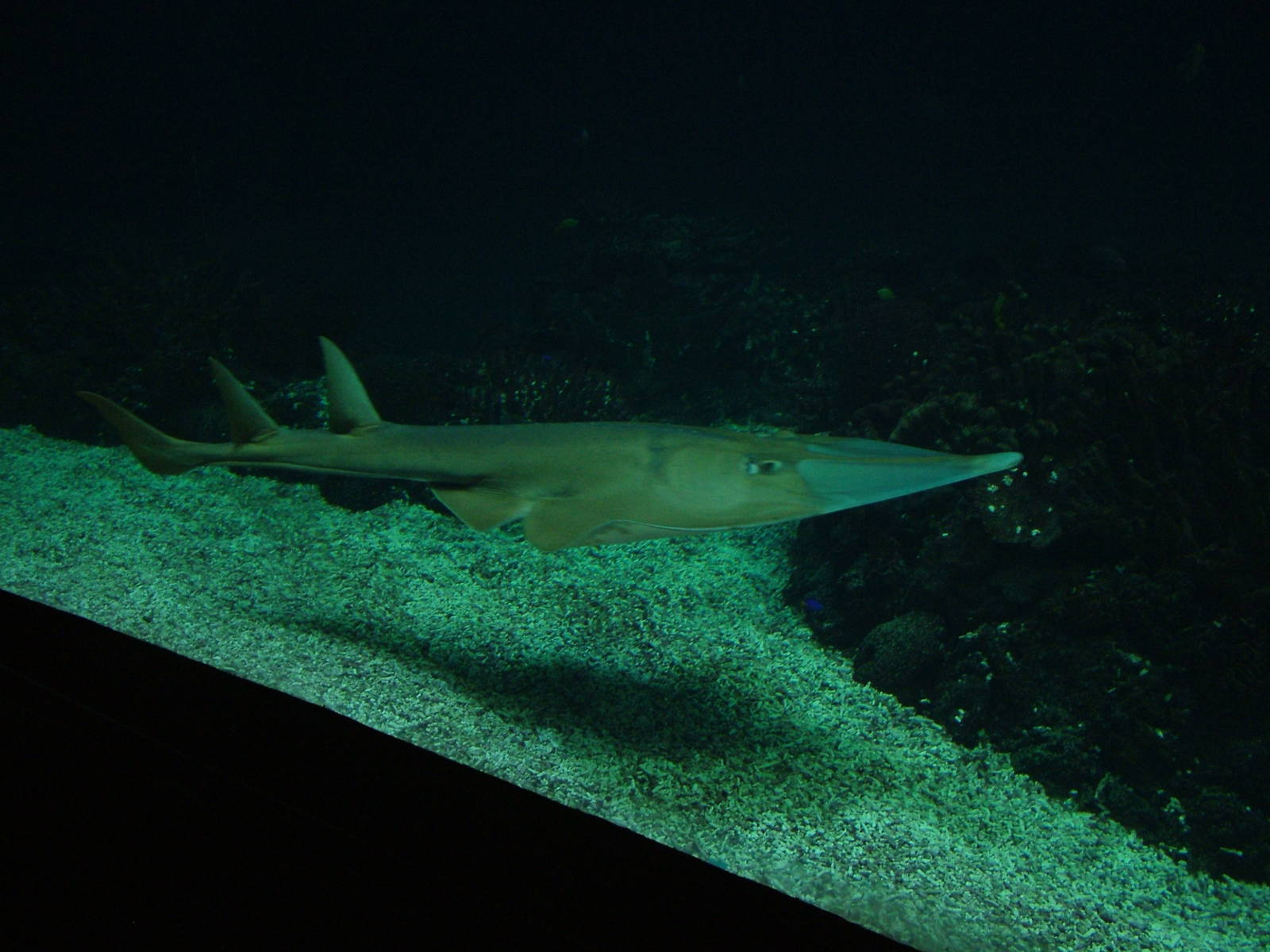 Giant Guitarfish at Burgers Zoo Arnhem, 29/08/10