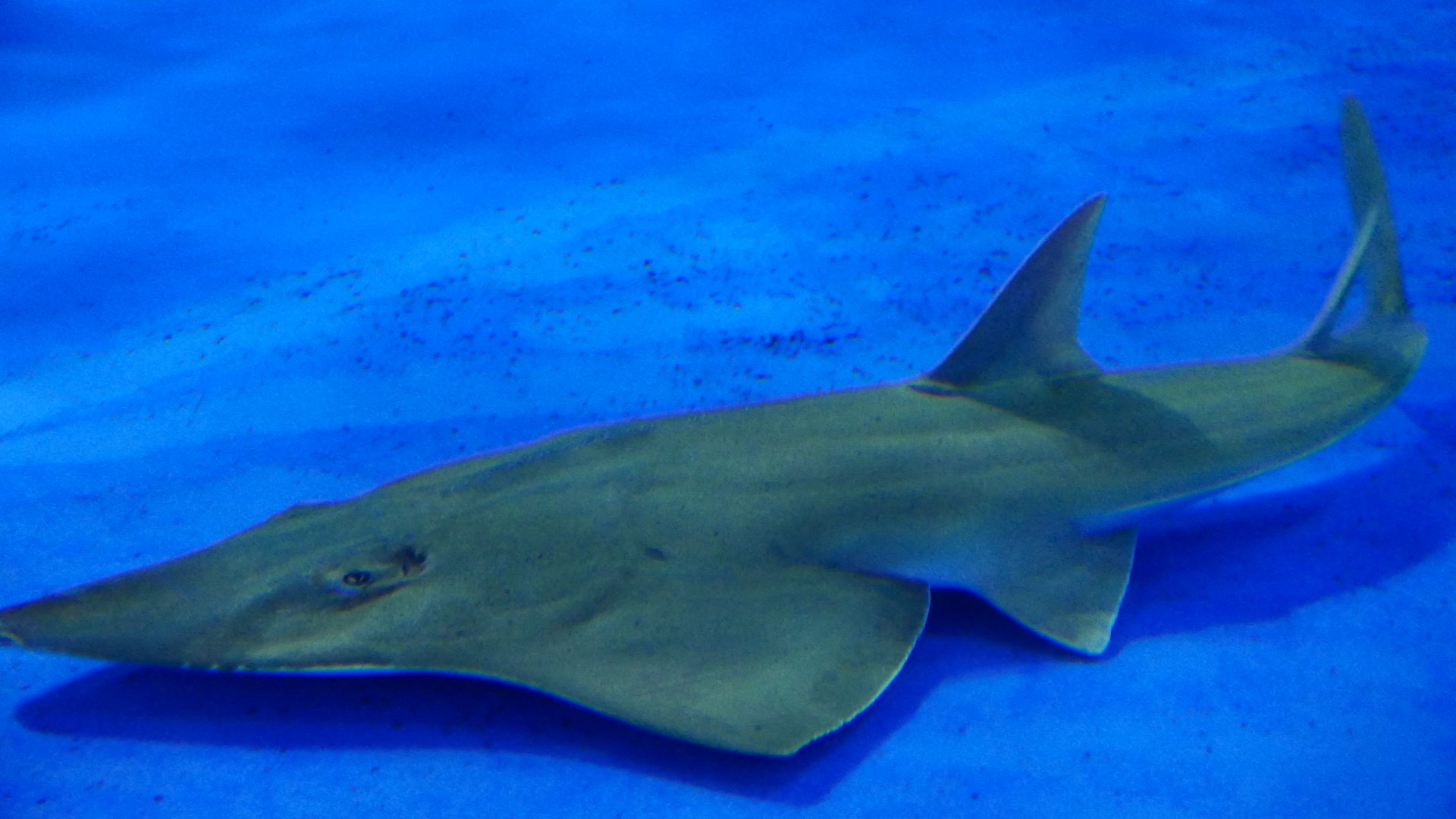 Giant Guitarfish