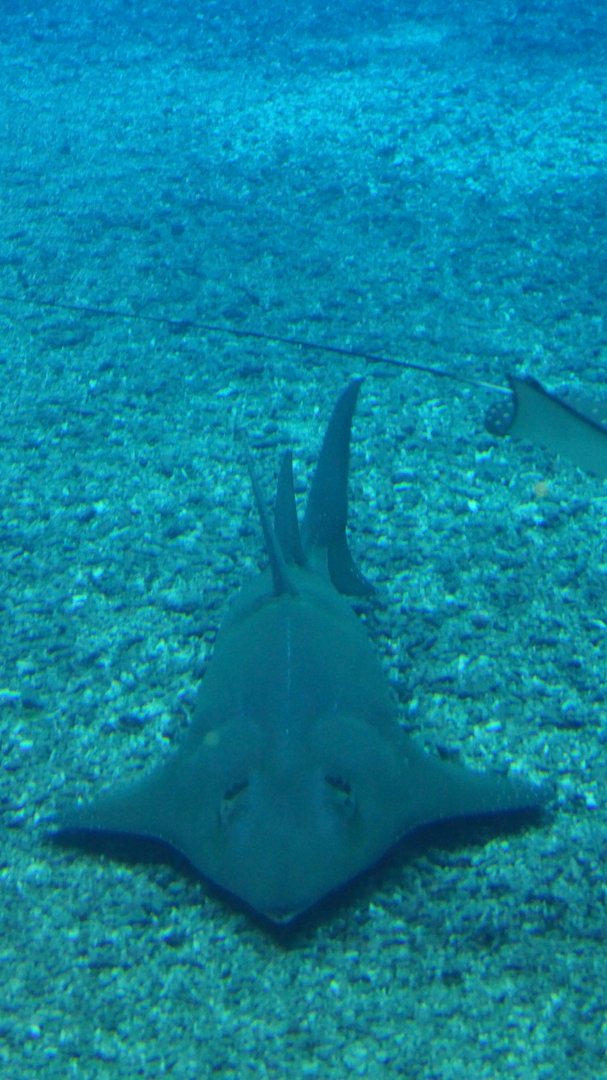 Giant Guitarfish
