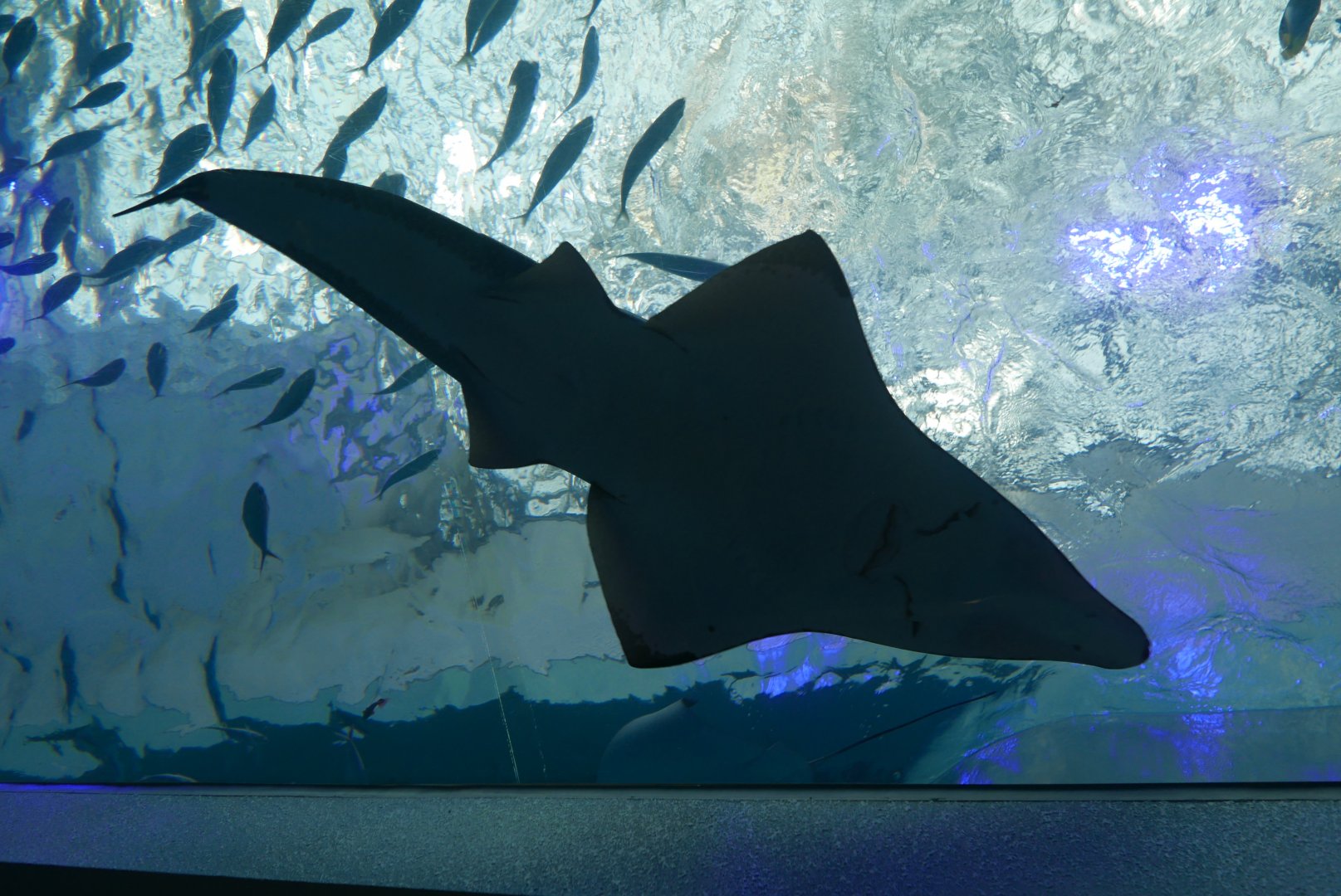 Giant Guitarfish