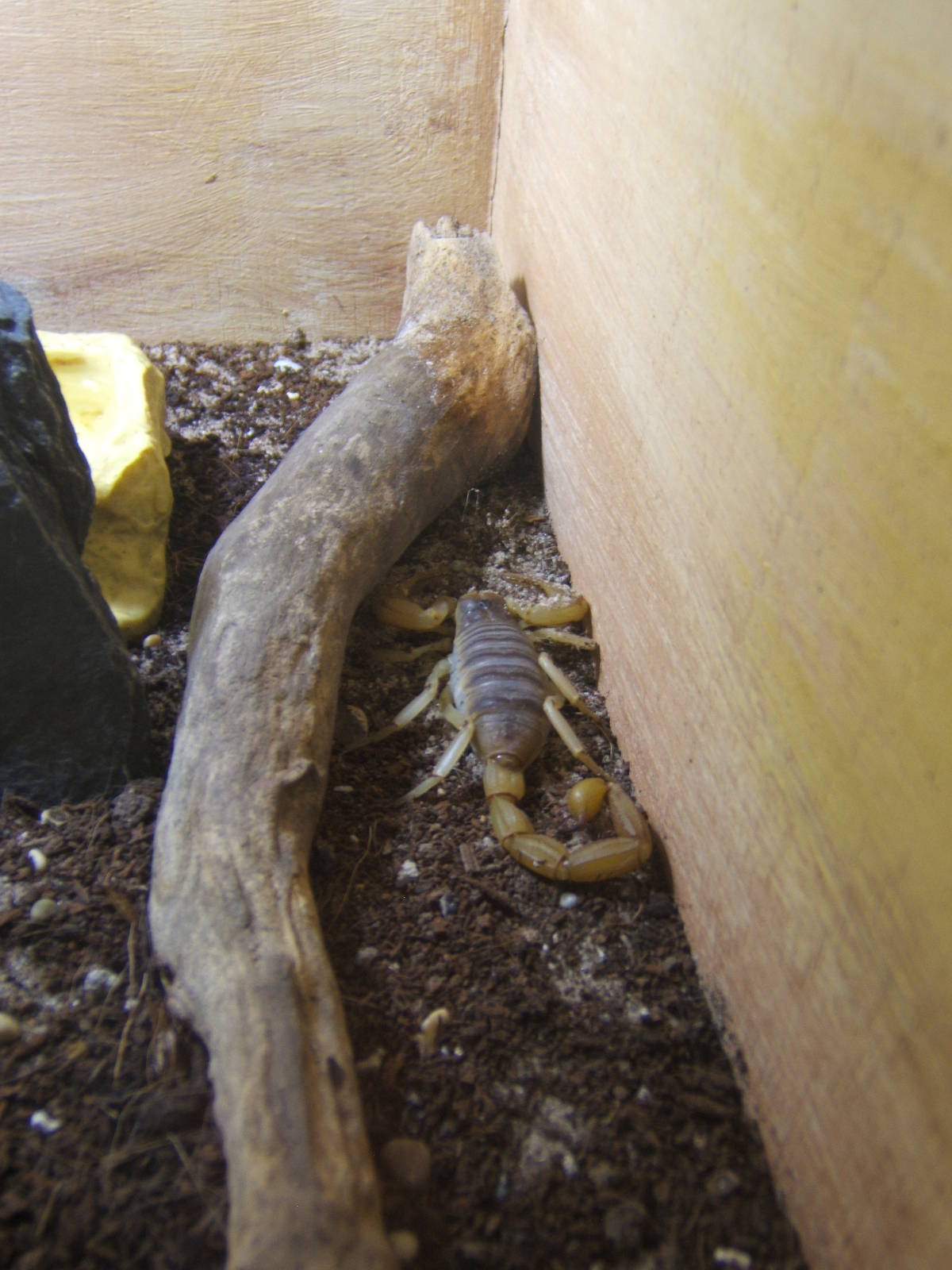 Giant Hairy Scorpion (Hadrurus arizonensis)