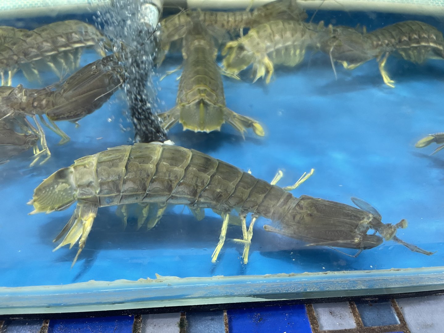 giant harpiosquillid mantis shrimp (harpiosquilla raphidea)