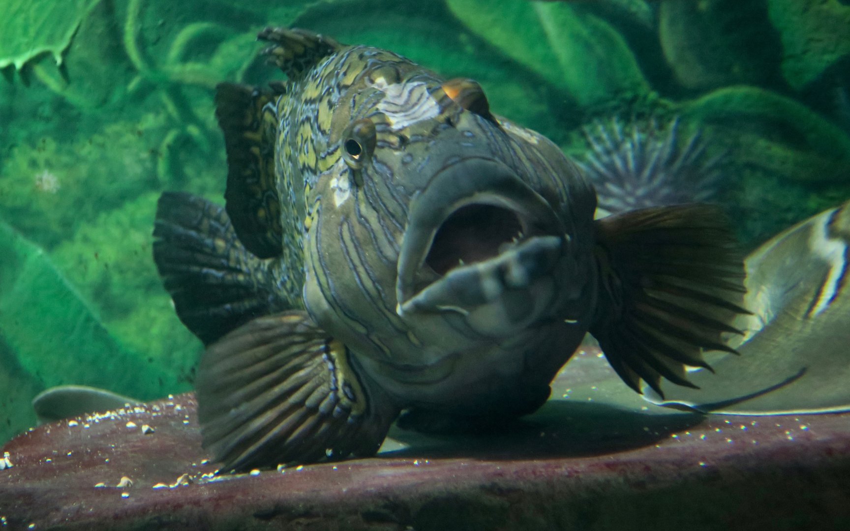 Giant Hawkfish (Cirrhitus rivulatus)