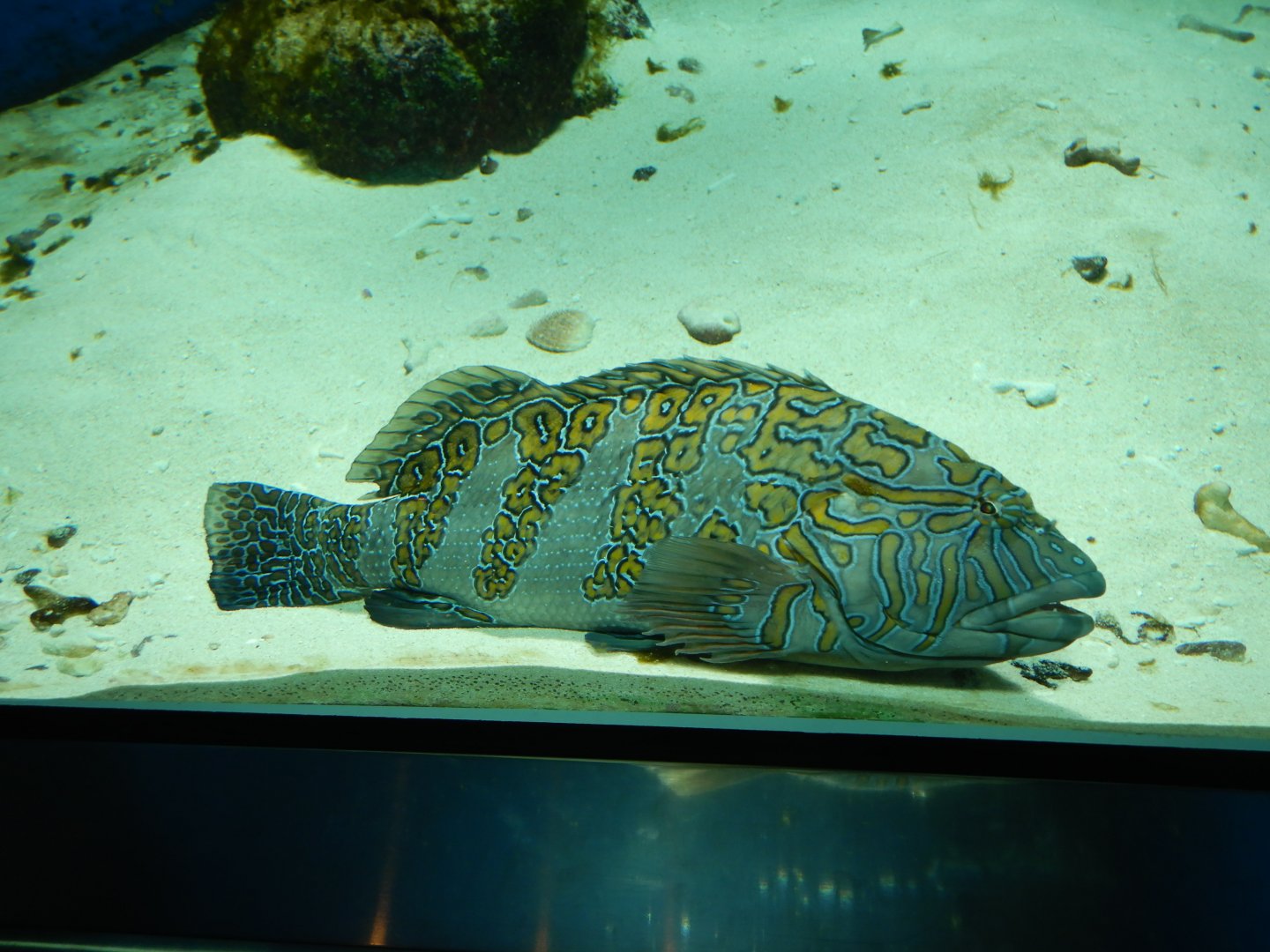 Giant Hawkfish