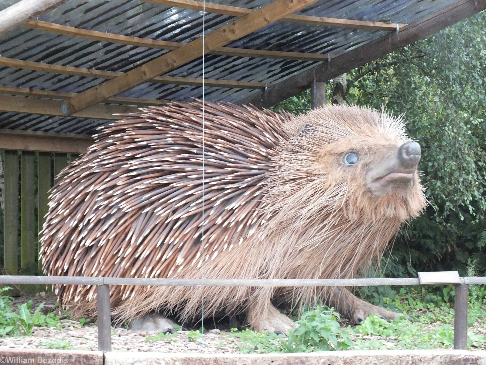Giant Hedgehog