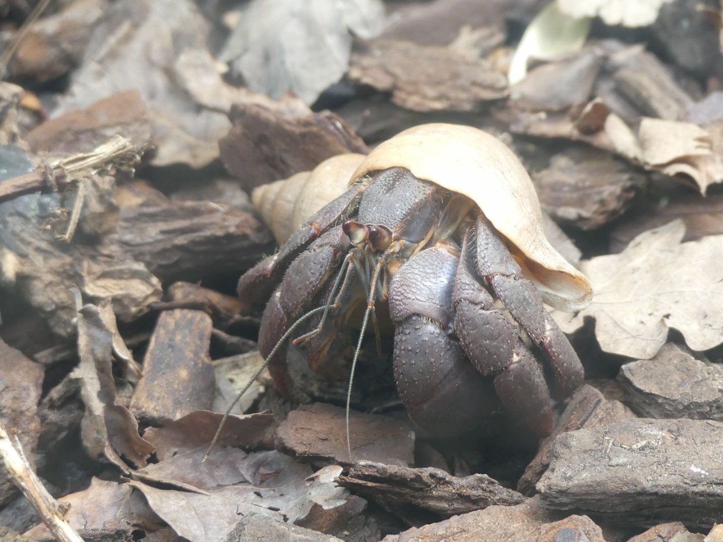 Giant Hermit Crab - Zoo København - 26.05.25