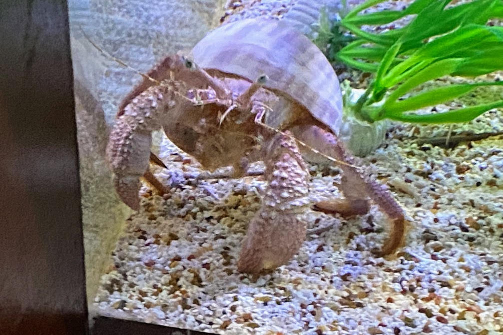 Giant Hermit Crab