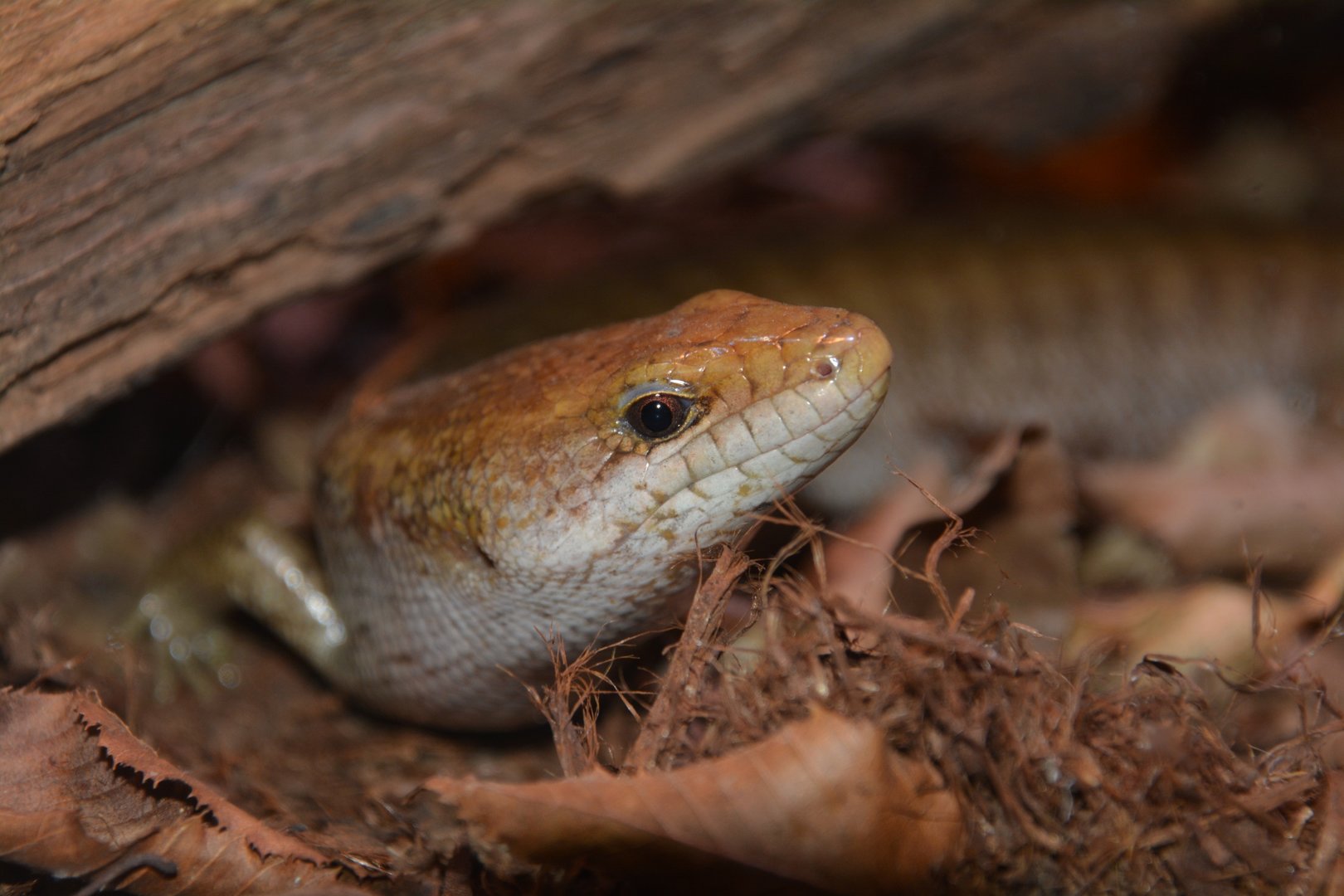 Giant Hispaniolan galliwasp (Caribicus warreni)
