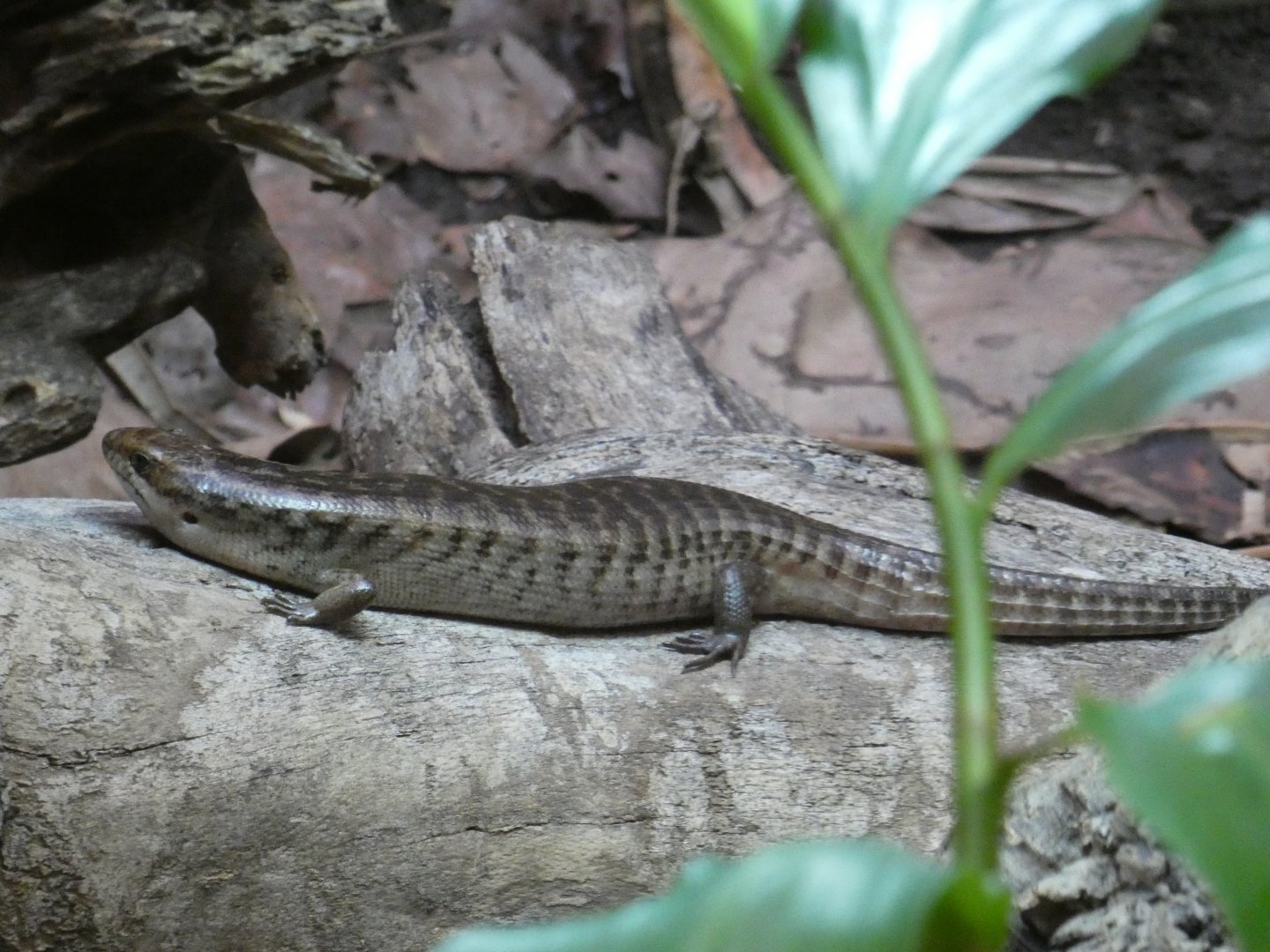 Giant Hispaniolan Galliwasp